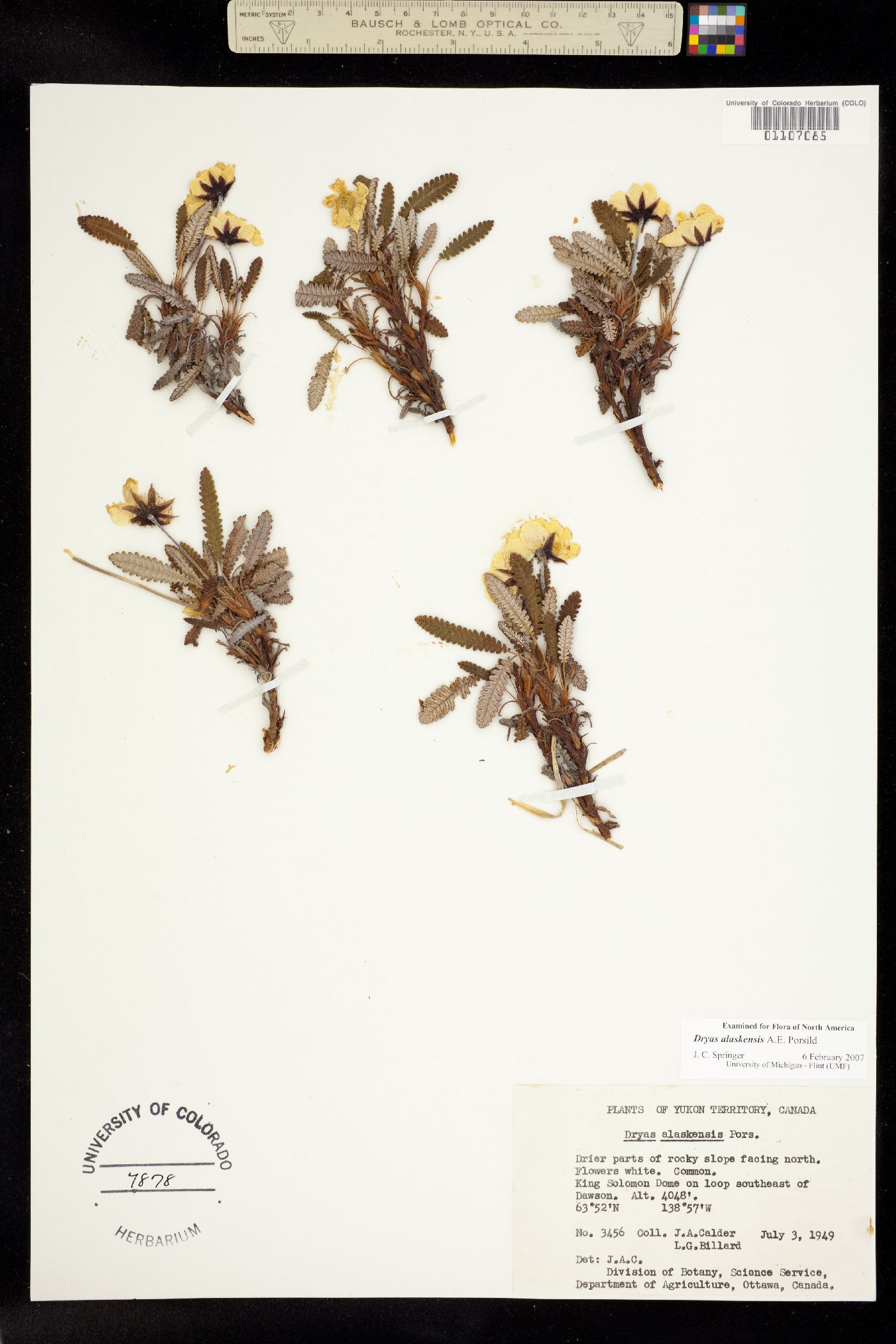 Dryas alaskensis image