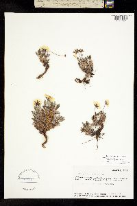 Dryas ajanensis image