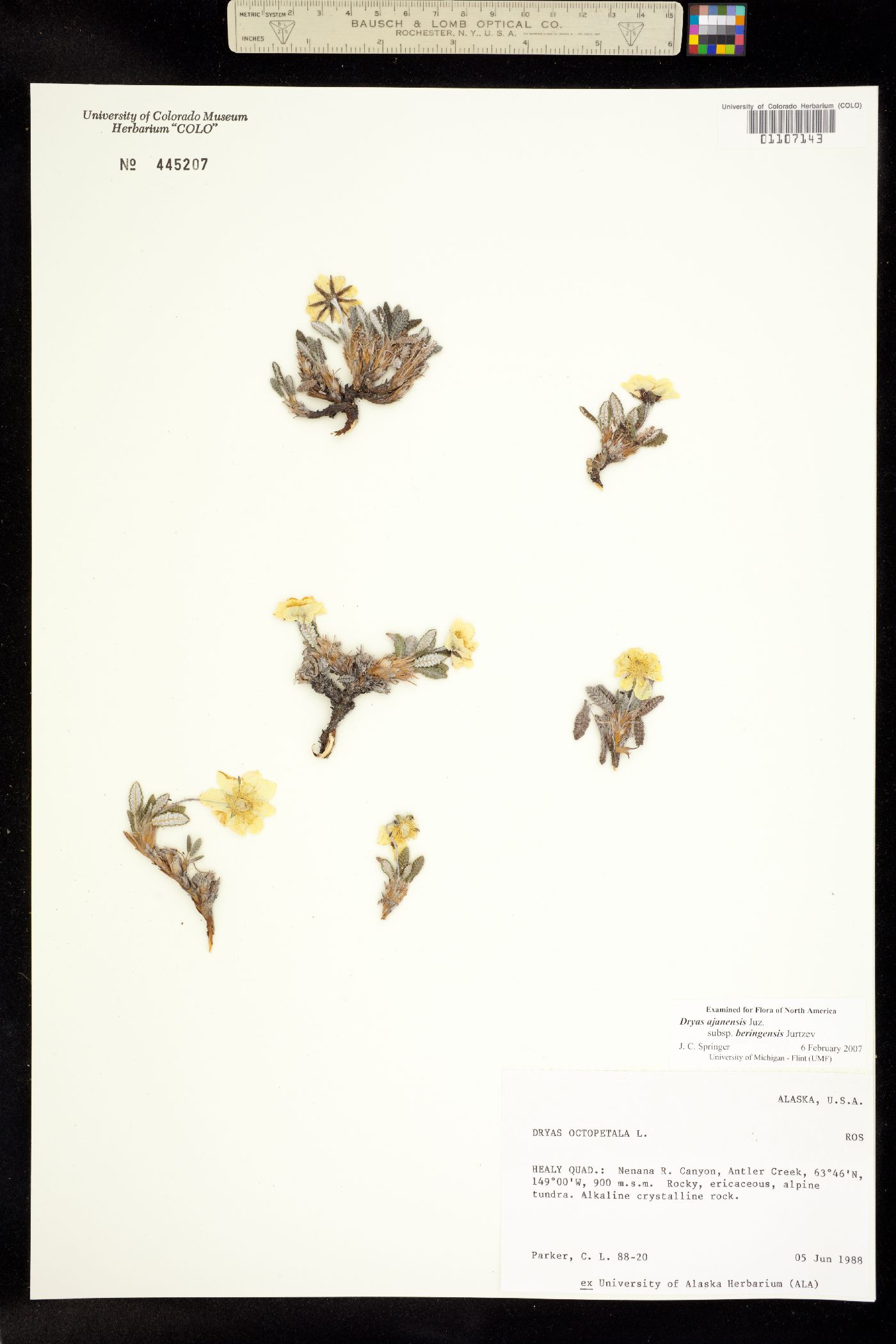 Dryas ajanensis image