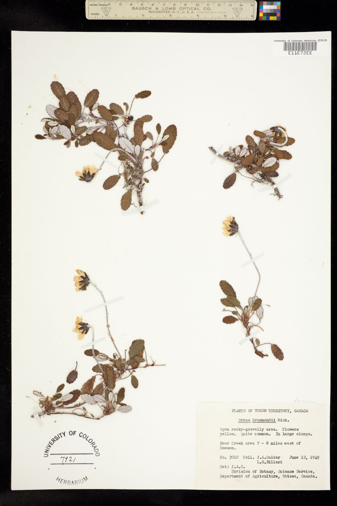 Dryas drummondii image