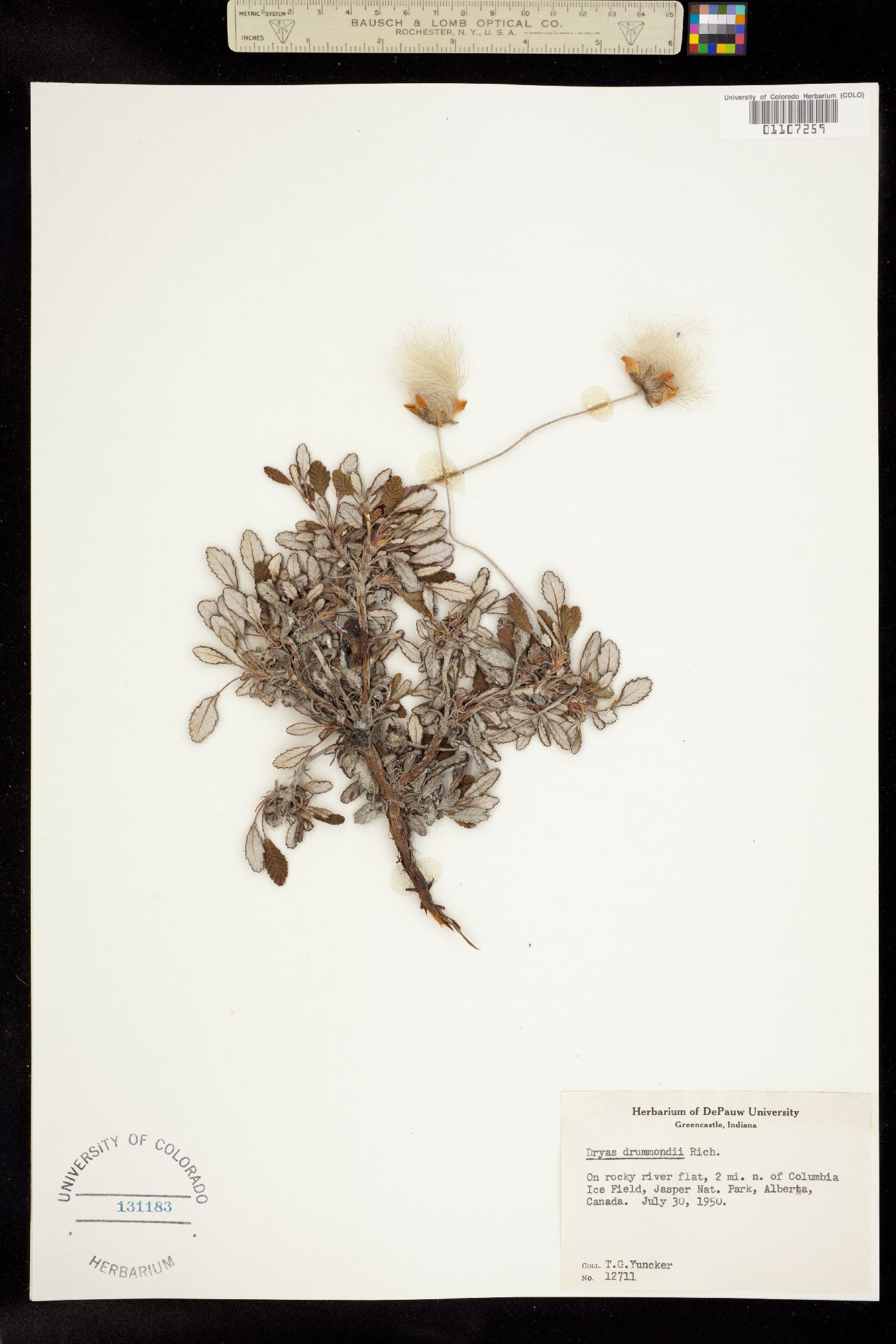 Dryas drummondii image