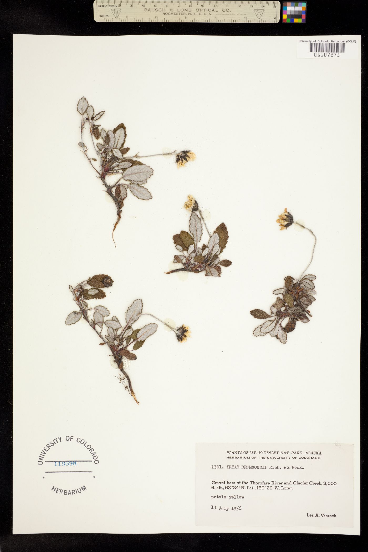 Dryas drummondii image