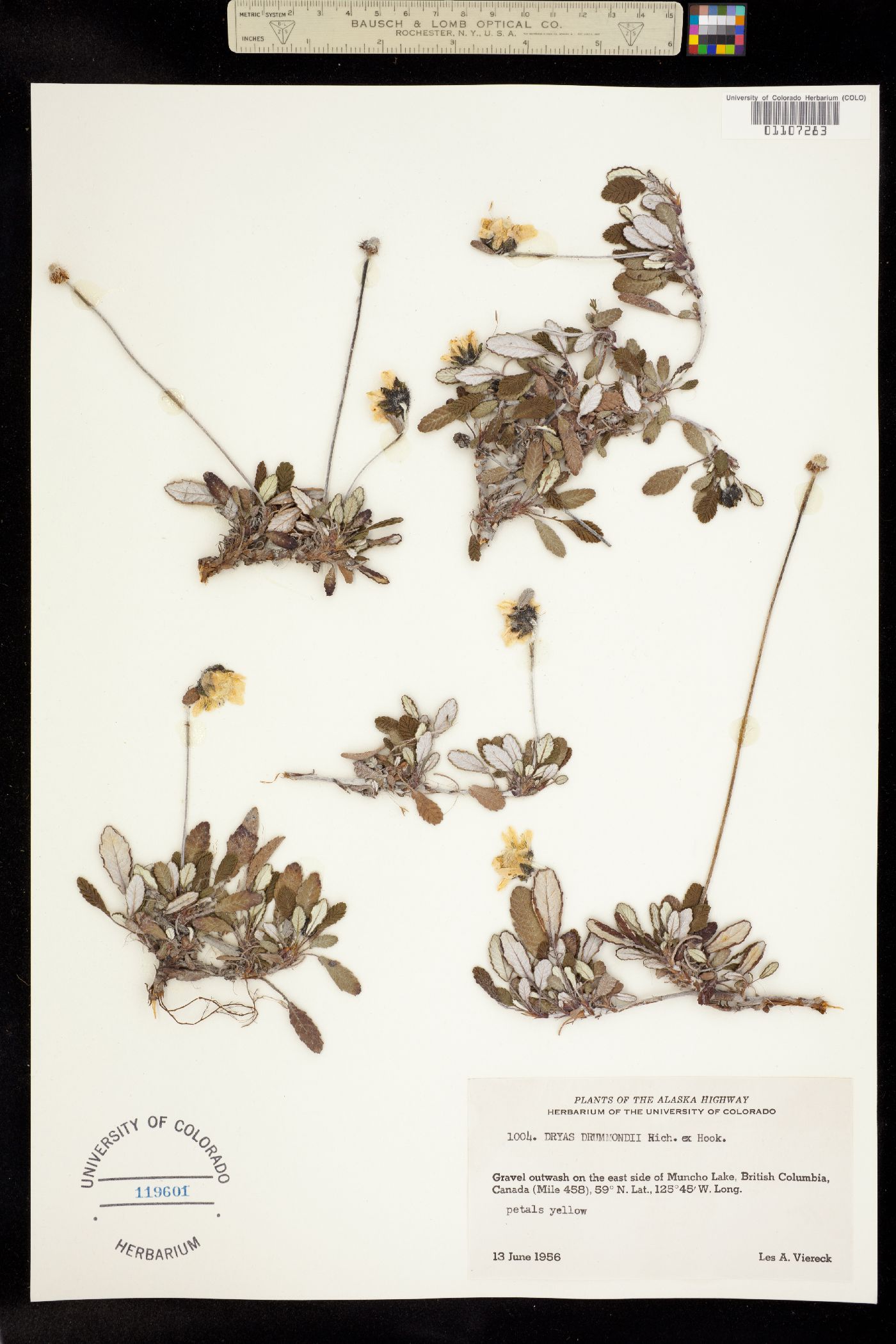 Dryas drummondii image
