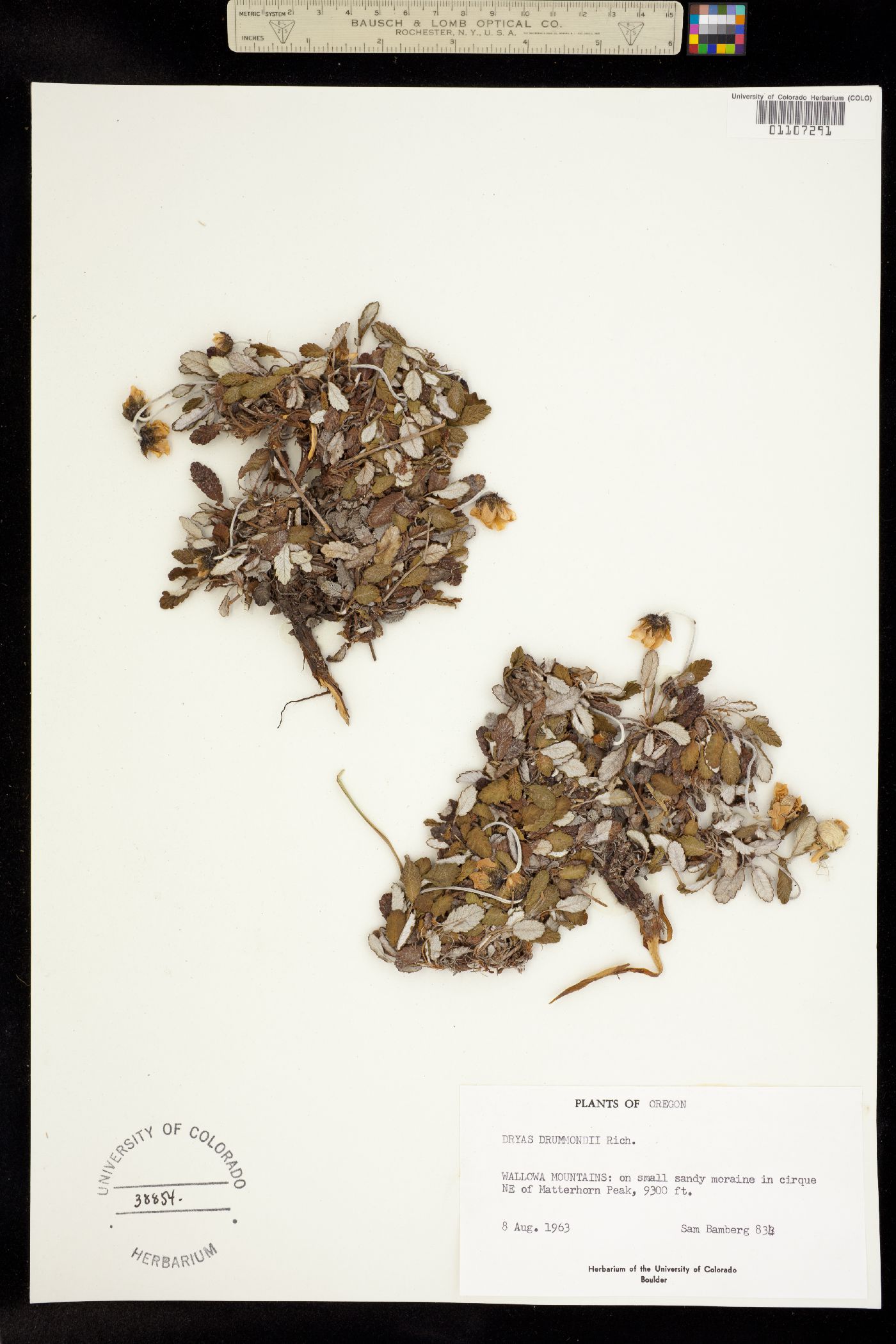 Dryas drummondii image