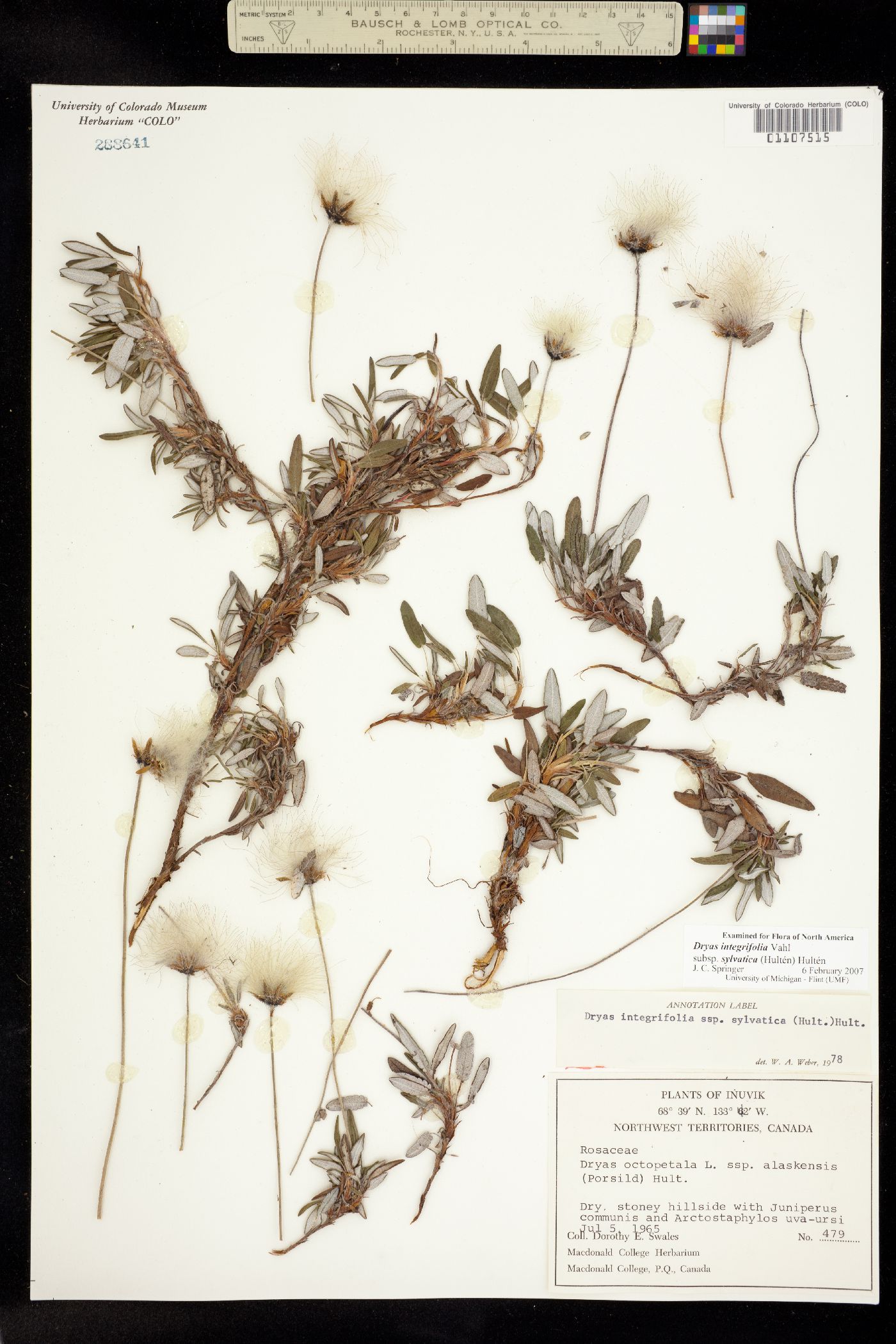 Dryas integrifolia image