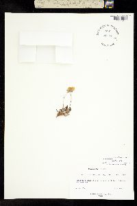 Dryas integrifolia image