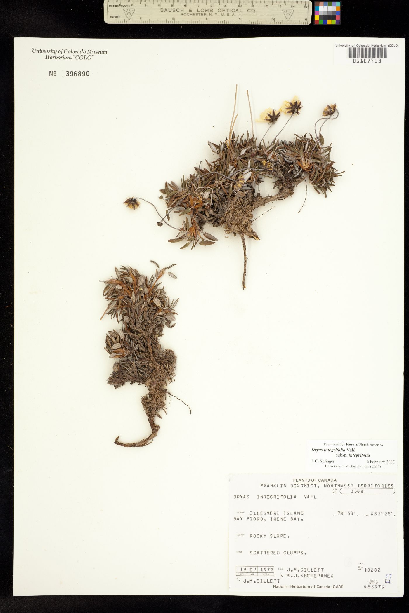 Dryas integrifolia image
