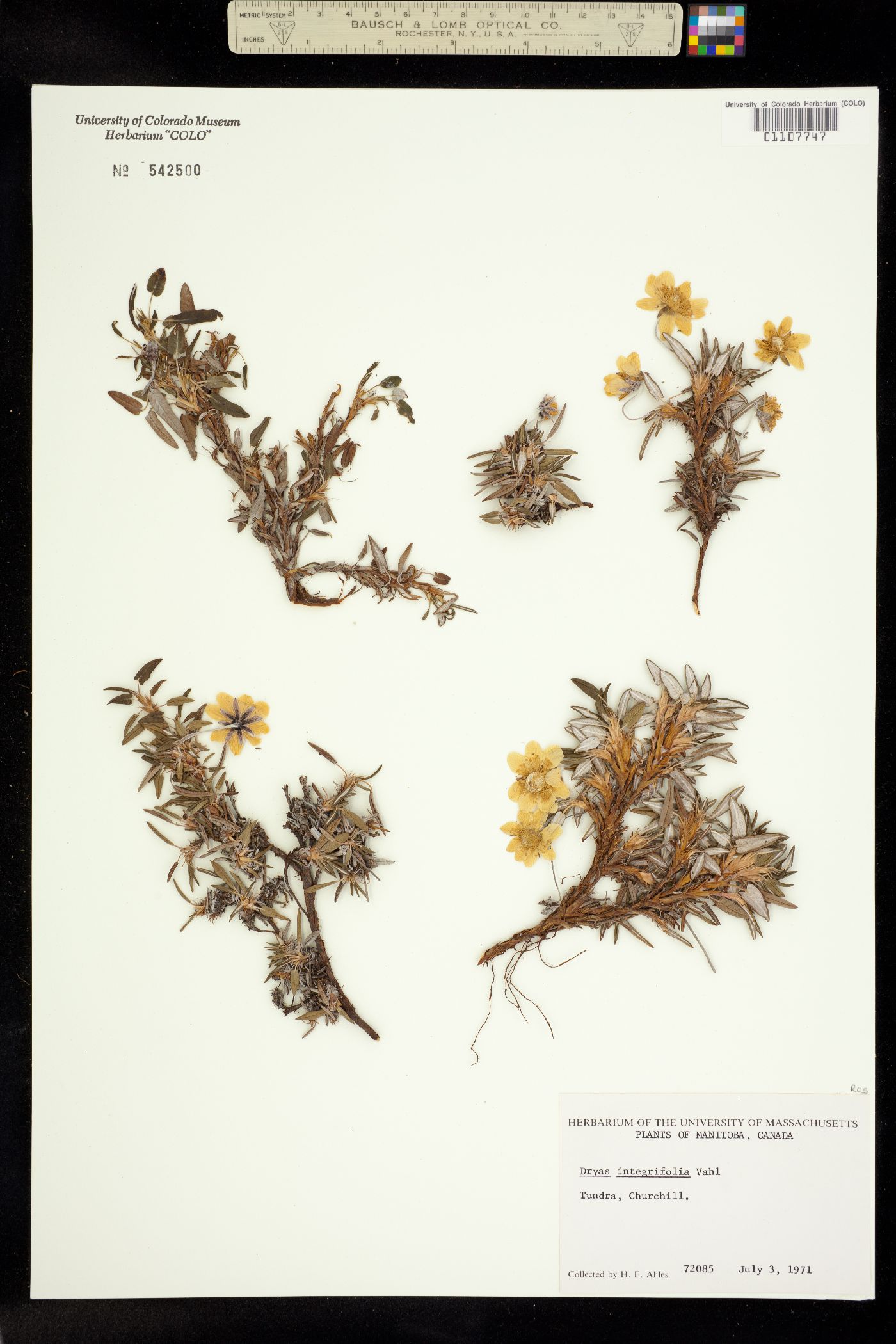 Dryas integrifolia image