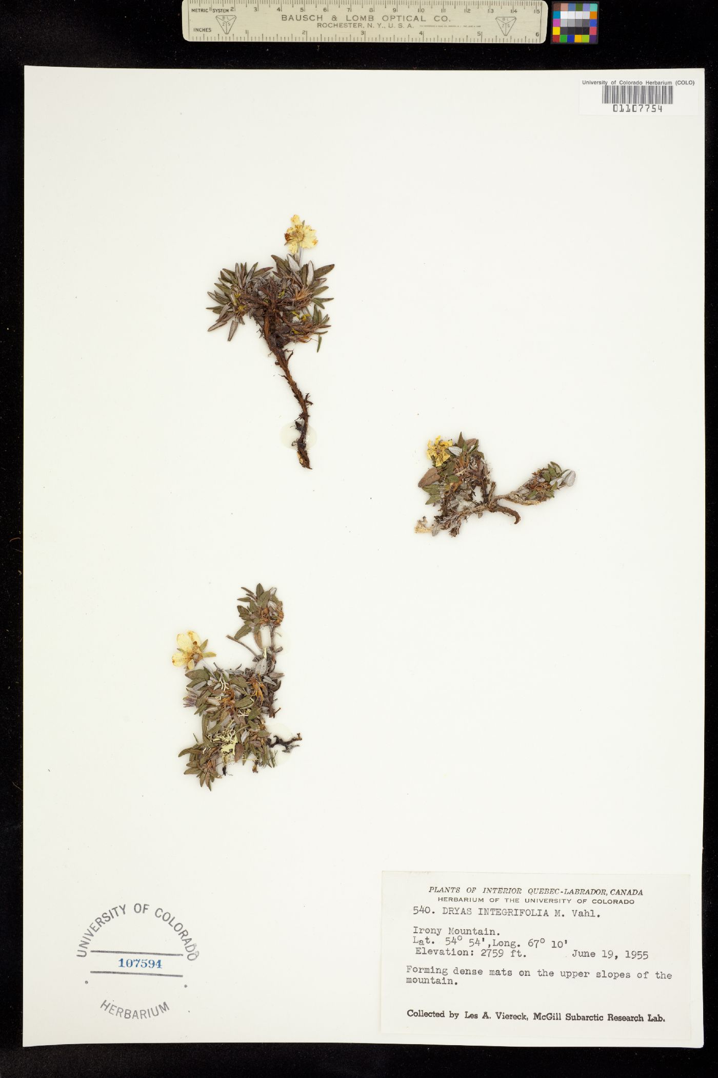 Dryas integrifolia image