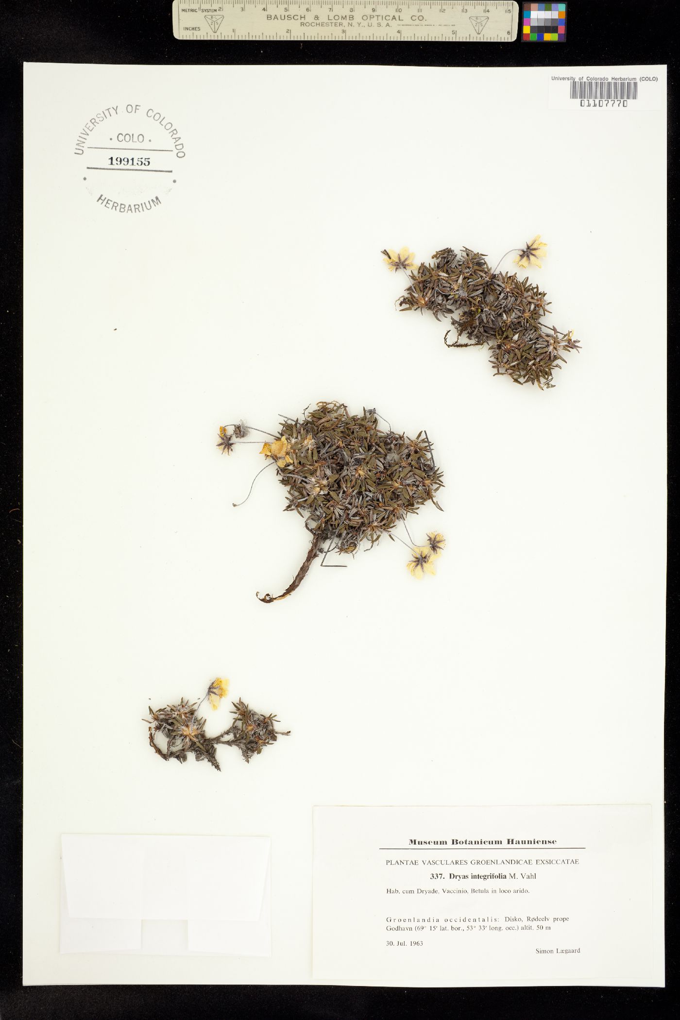 Dryas integrifolia image