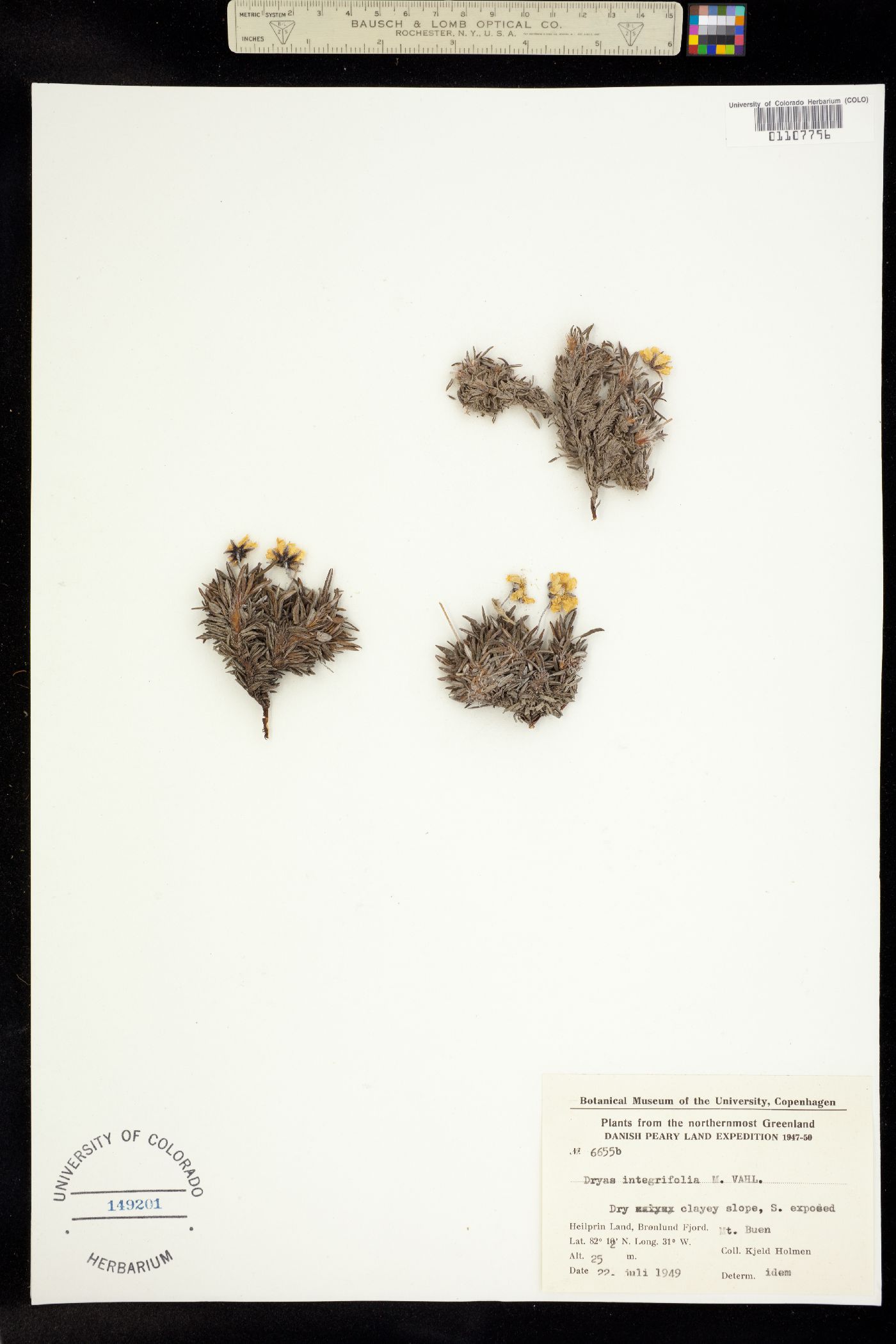 Dryas integrifolia image