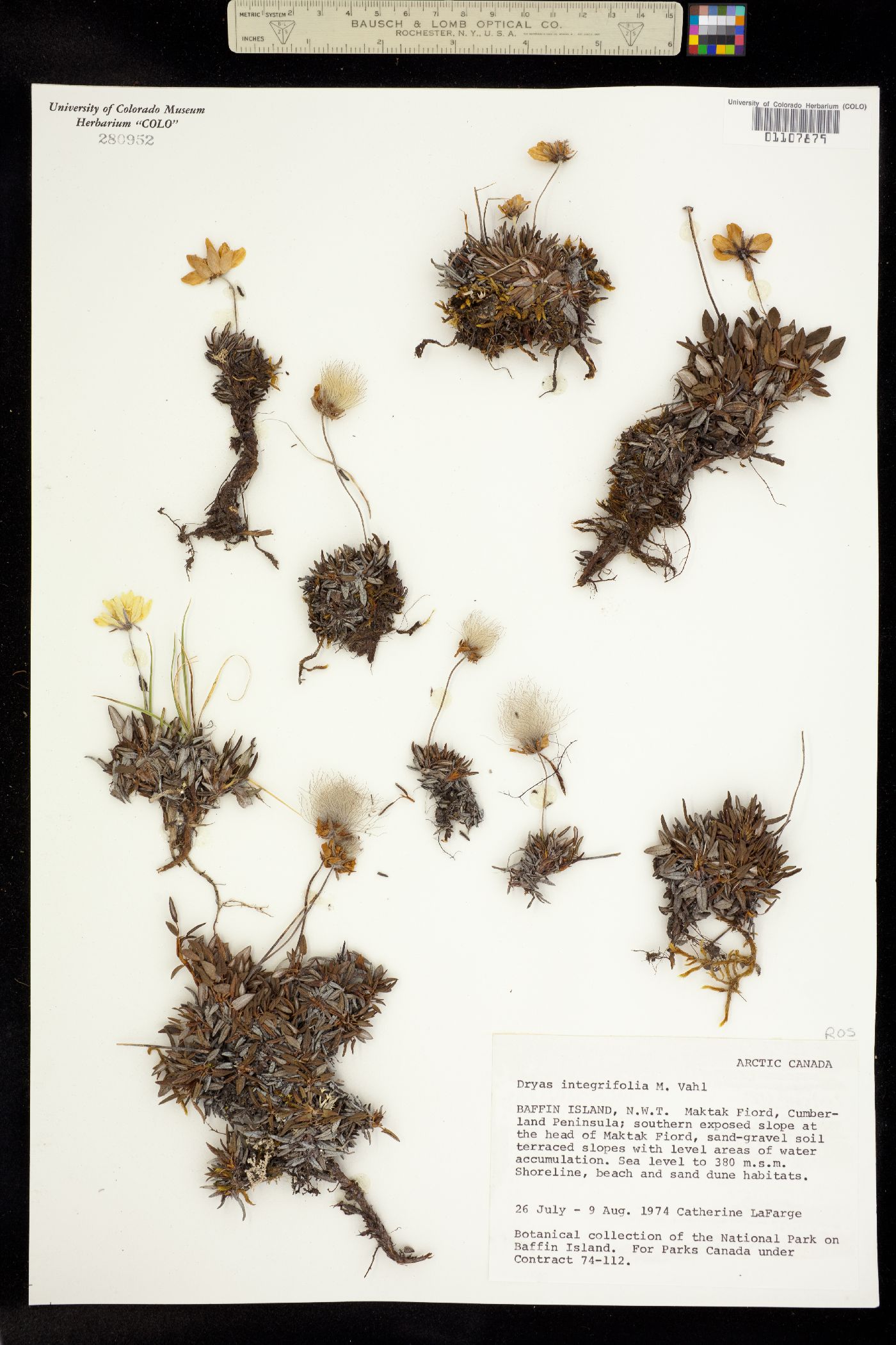Dryas integrifolia image
