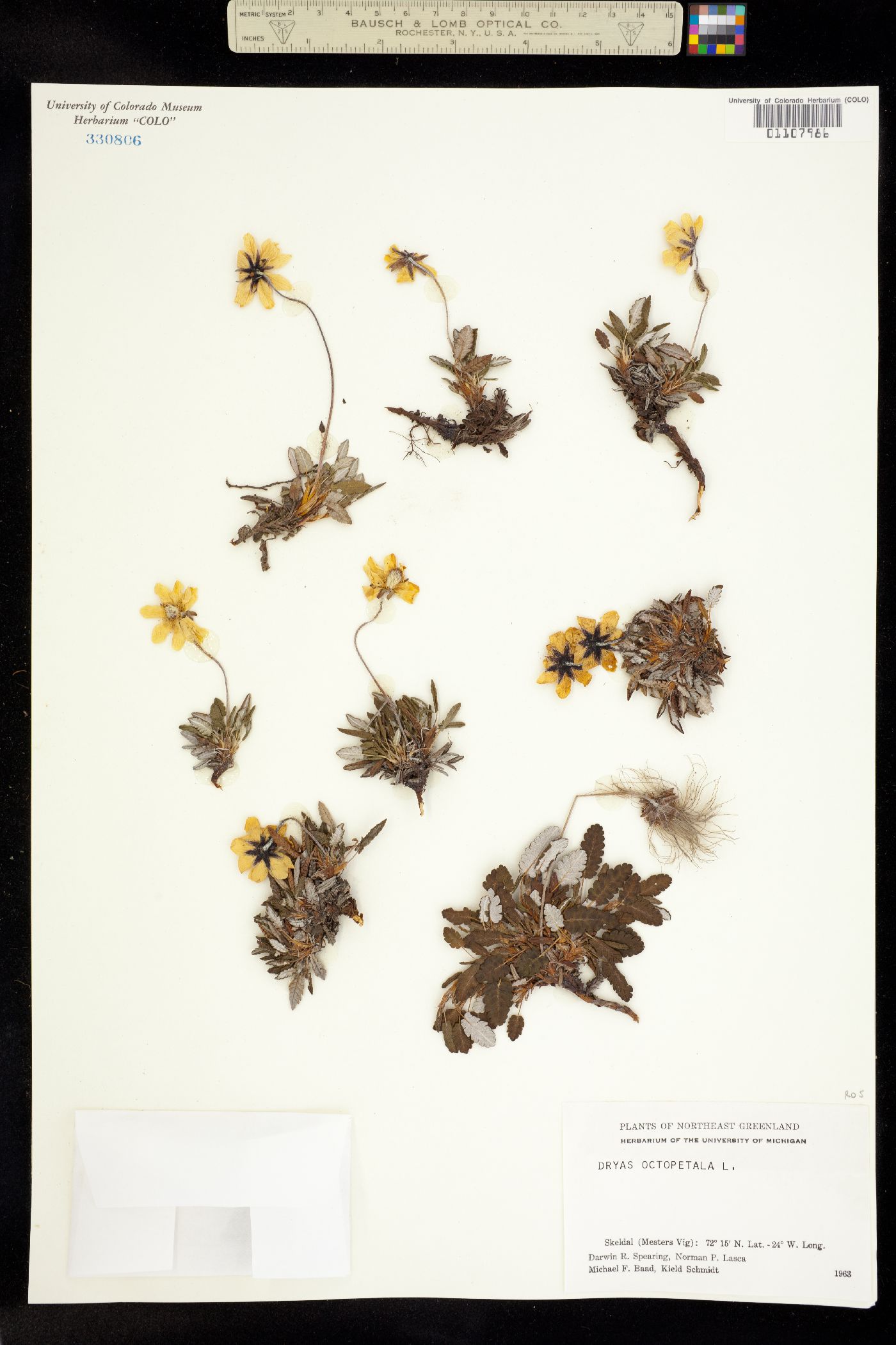 Dryas octopetala image