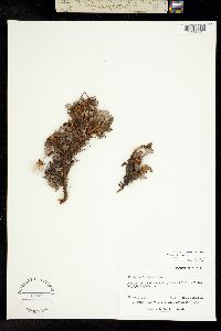 Dryas octopetala subsp. hookeriana image