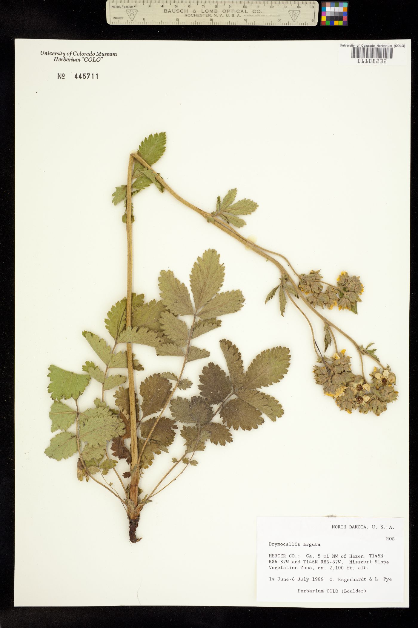 Drymocallis arguta image