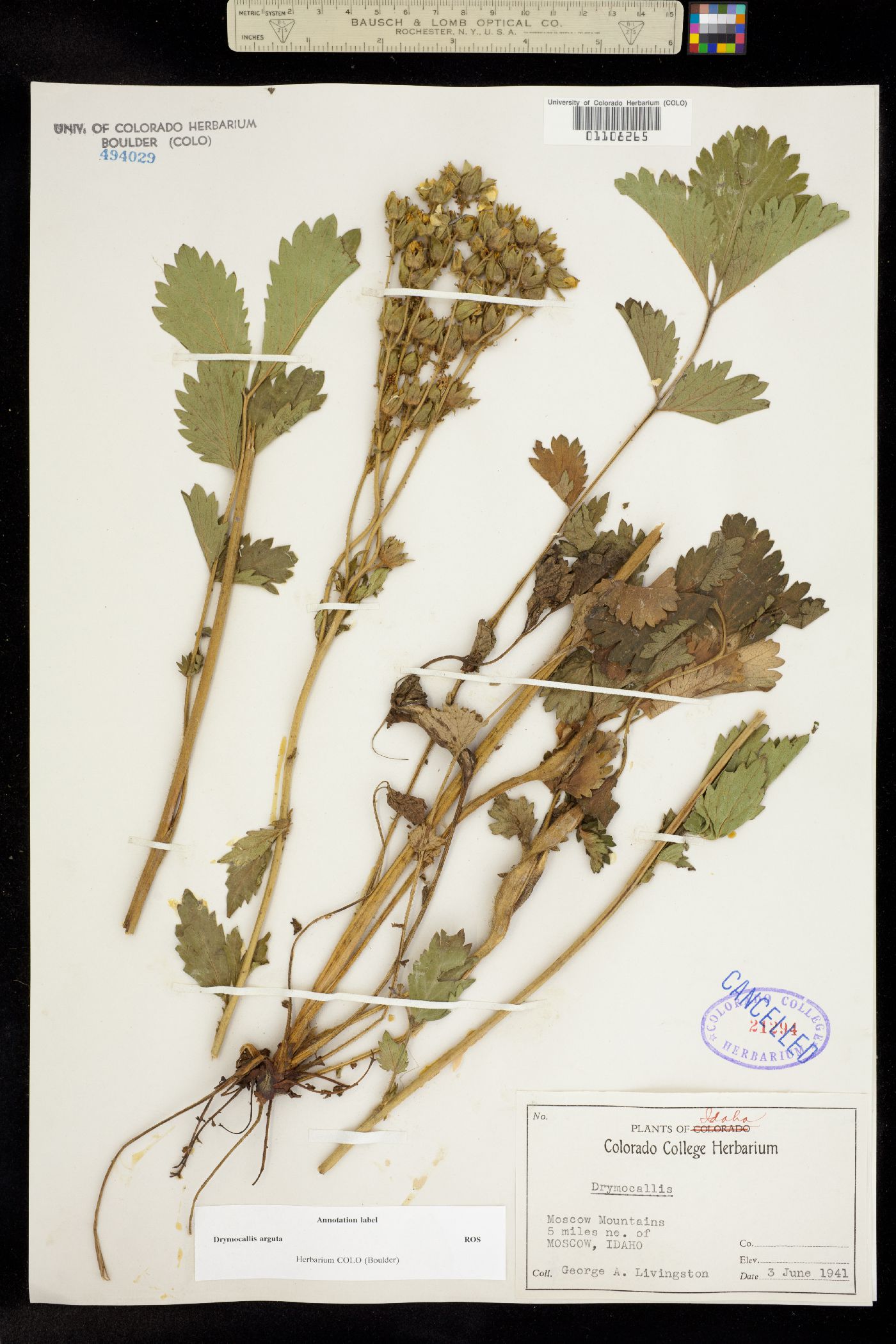 Drymocallis arguta image