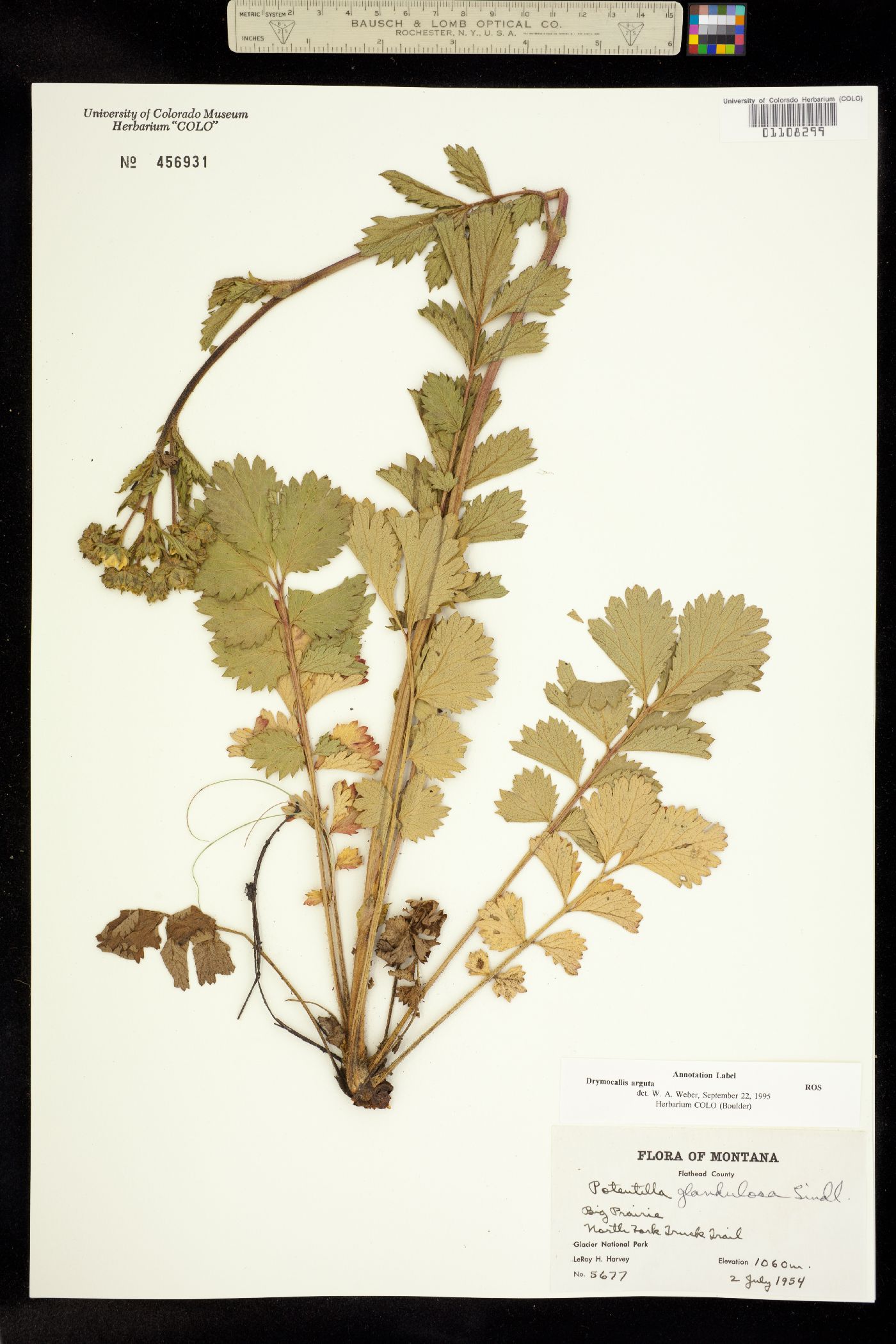 Drymocallis arguta image