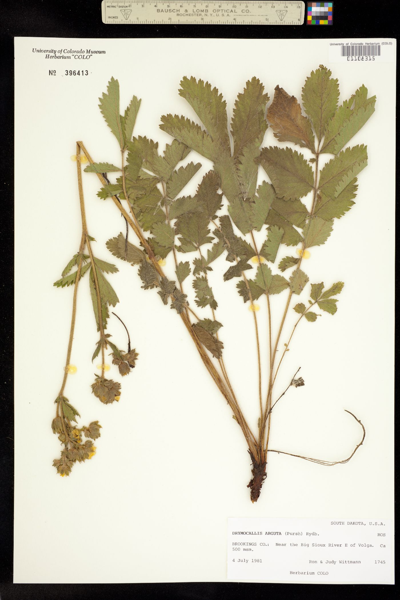 Drymocallis arguta image