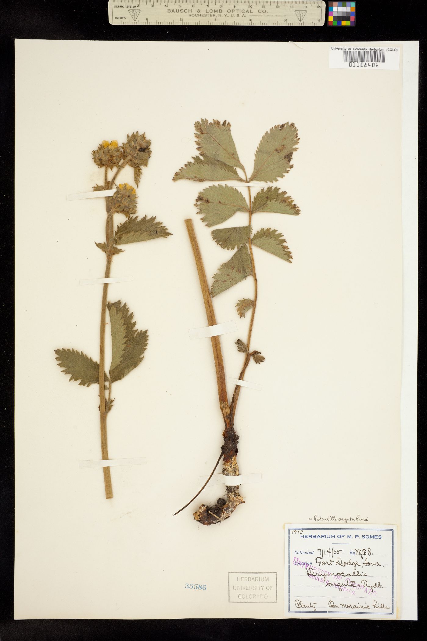 Drymocallis arguta image