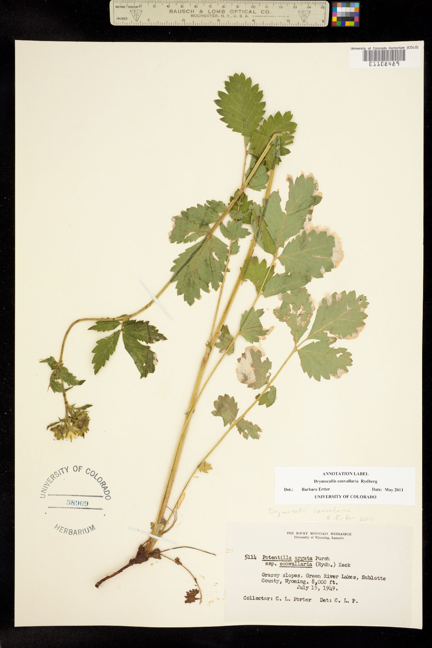 Drymocallis convallaria image