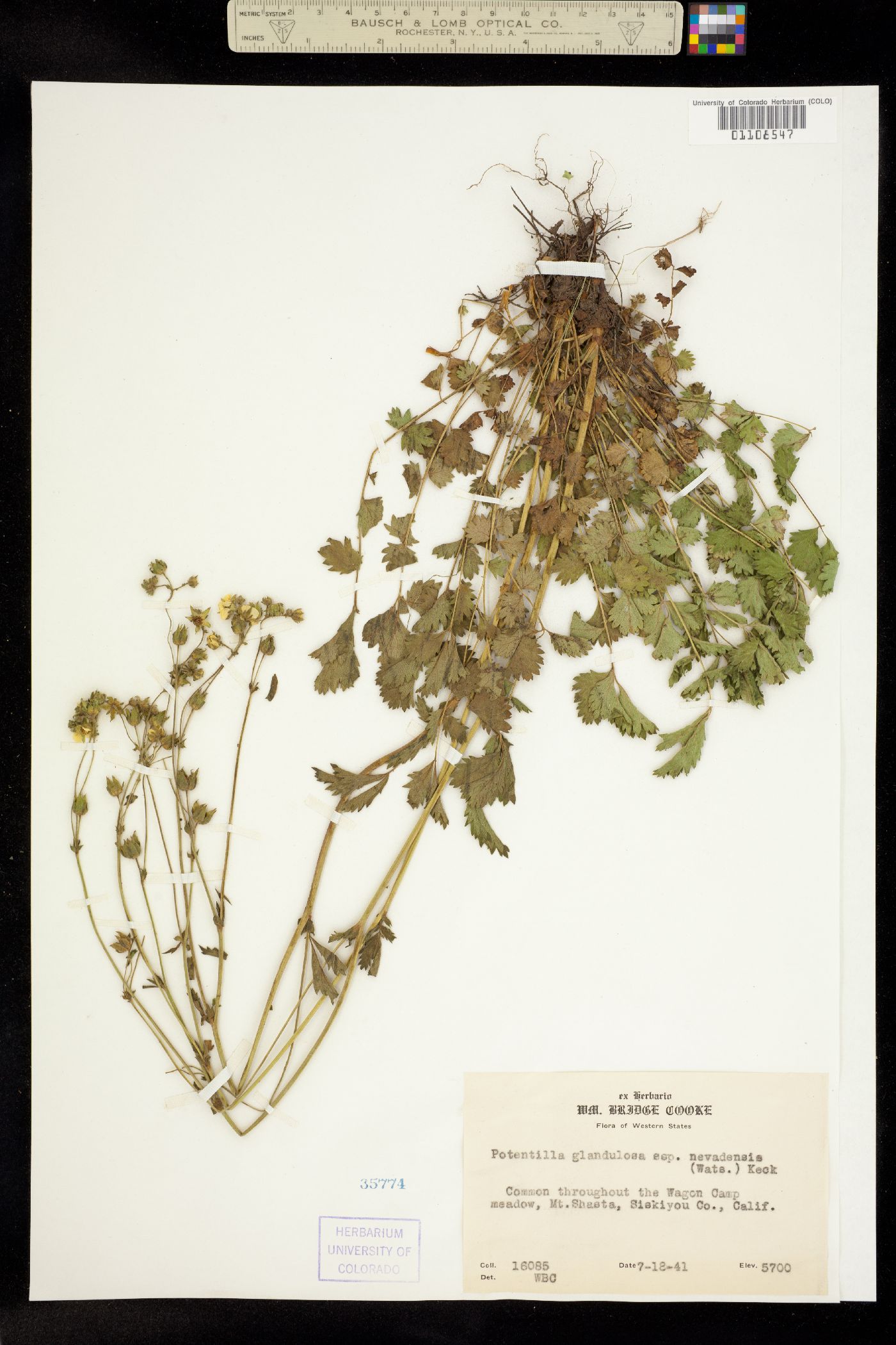 Drymocallis glandulosa image