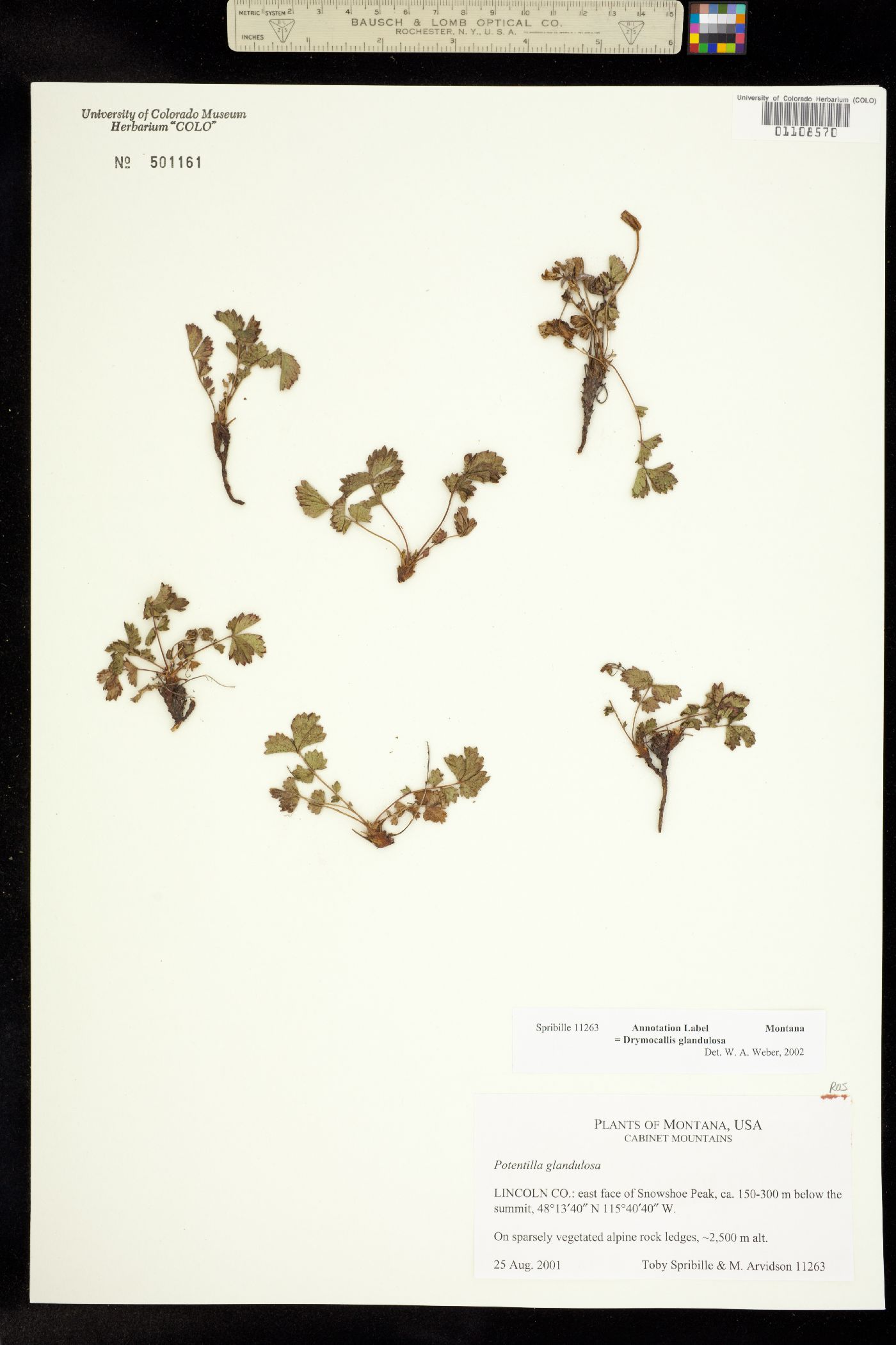 Drymocallis glandulosa image