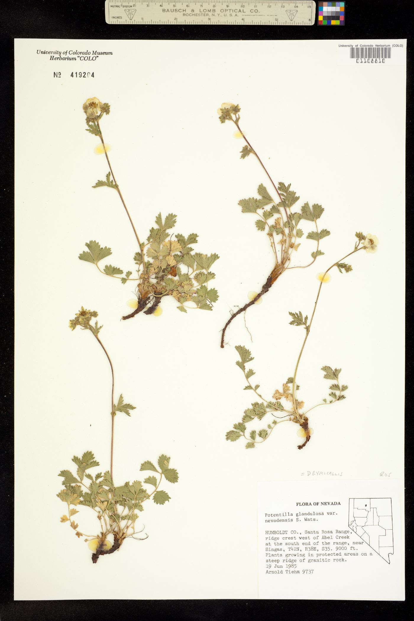 Drymocallis glandulosa image