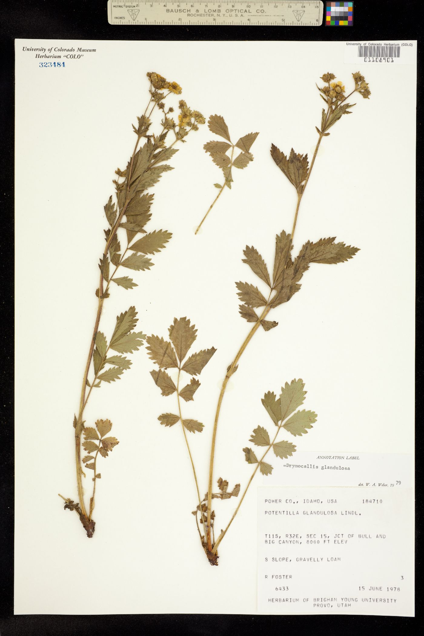 Drymocallis glandulosa image