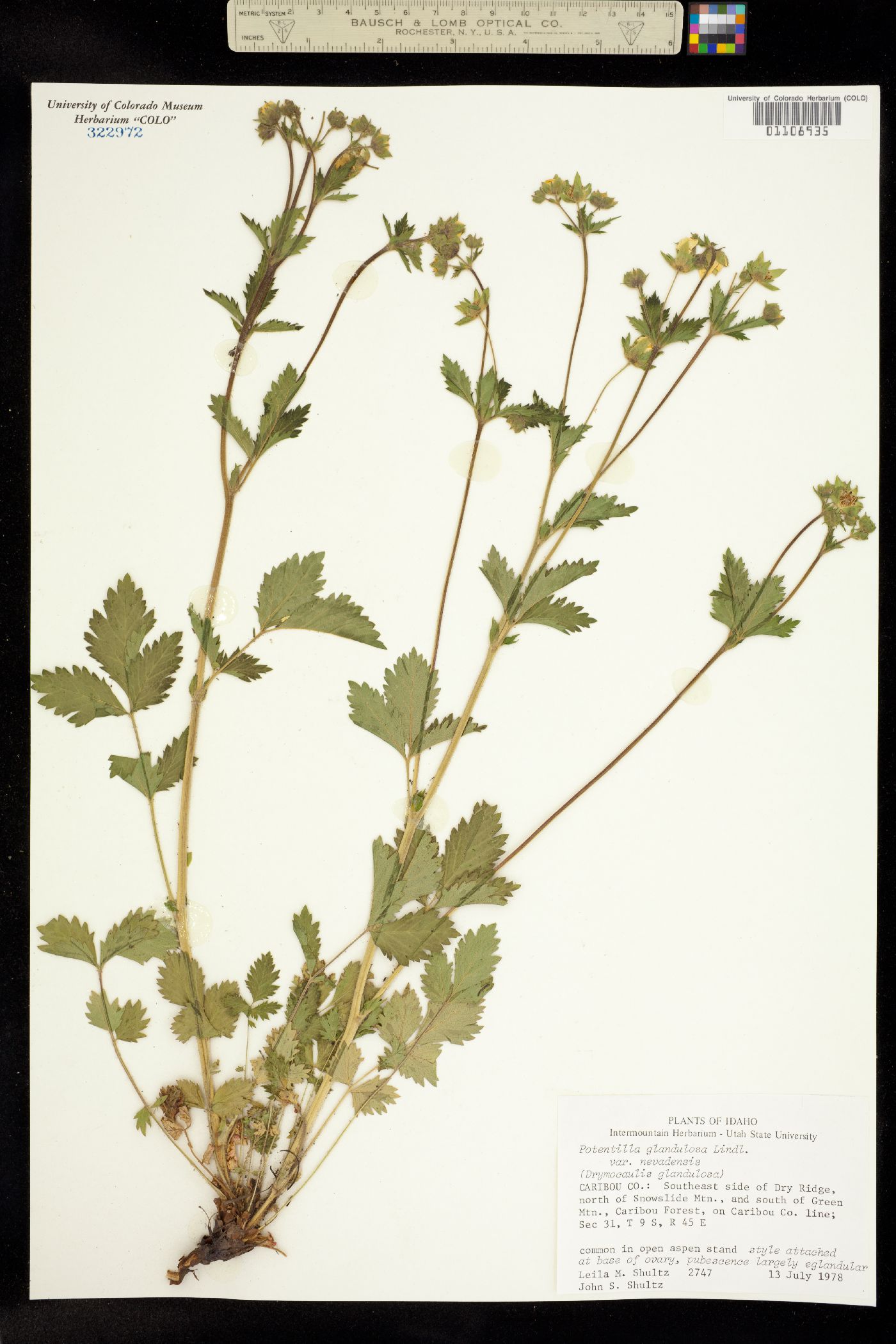 Drymocallis glandulosa image