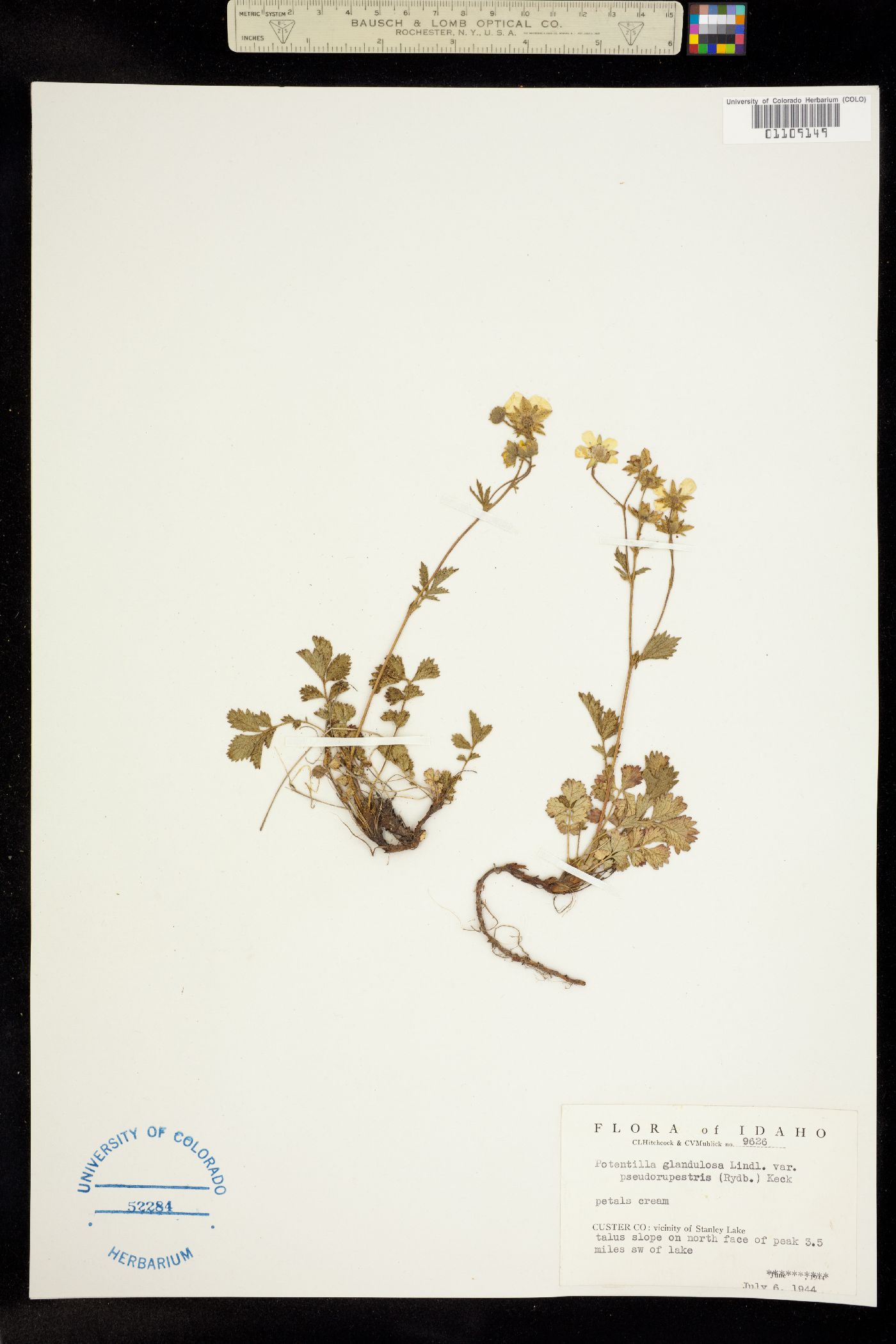 Drymocallis glandulosa image