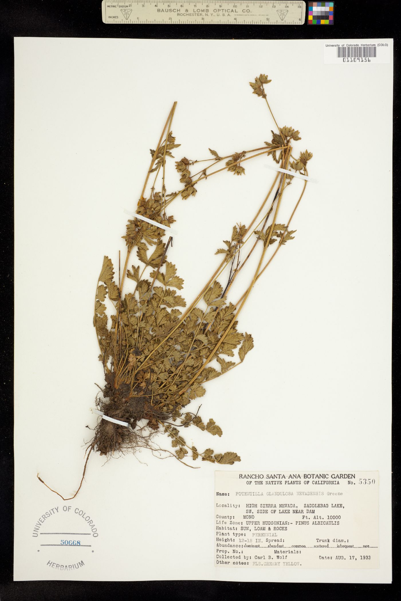 Drymocallis glandulosa image