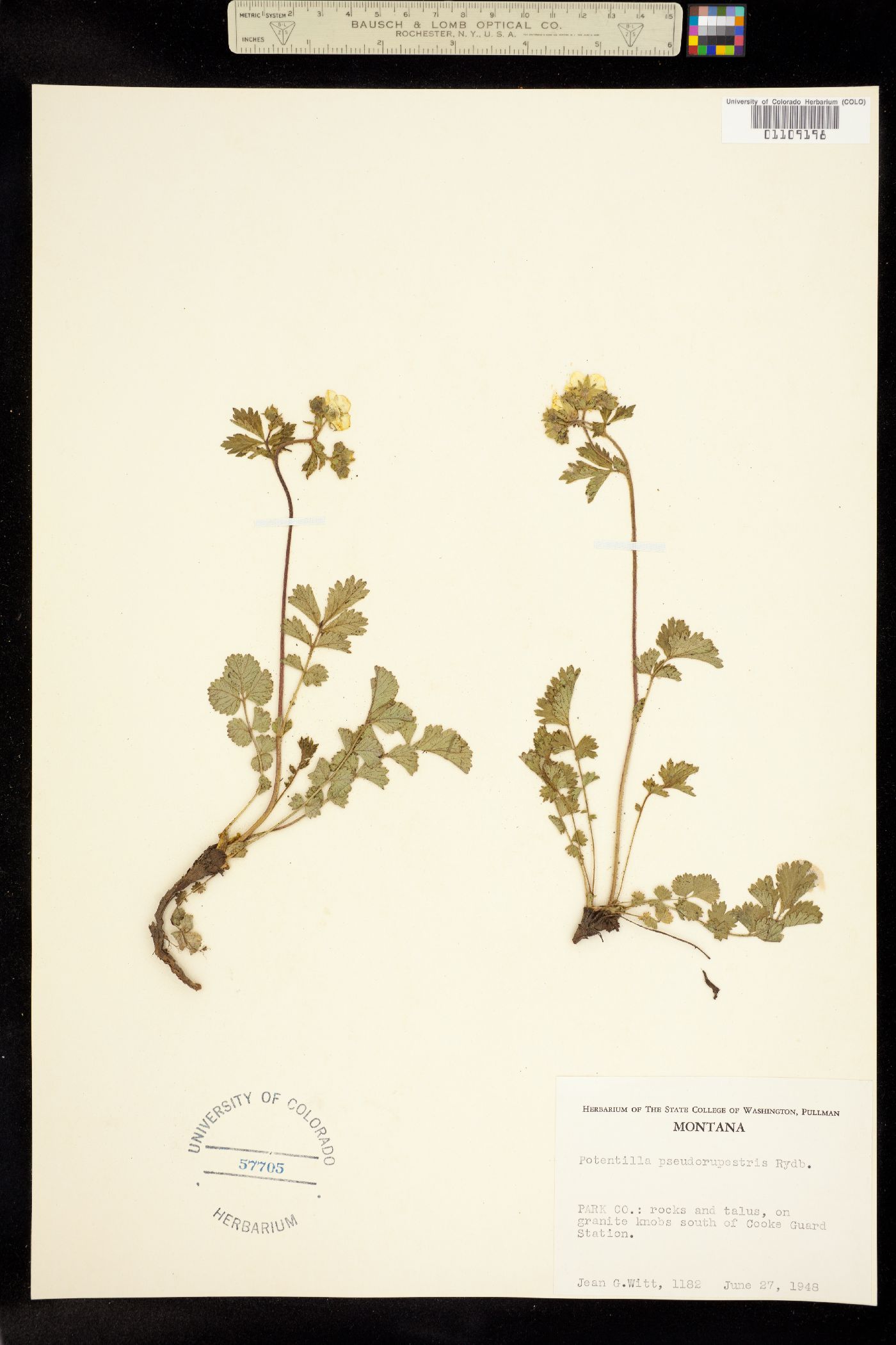 Drymocallis glandulosa image