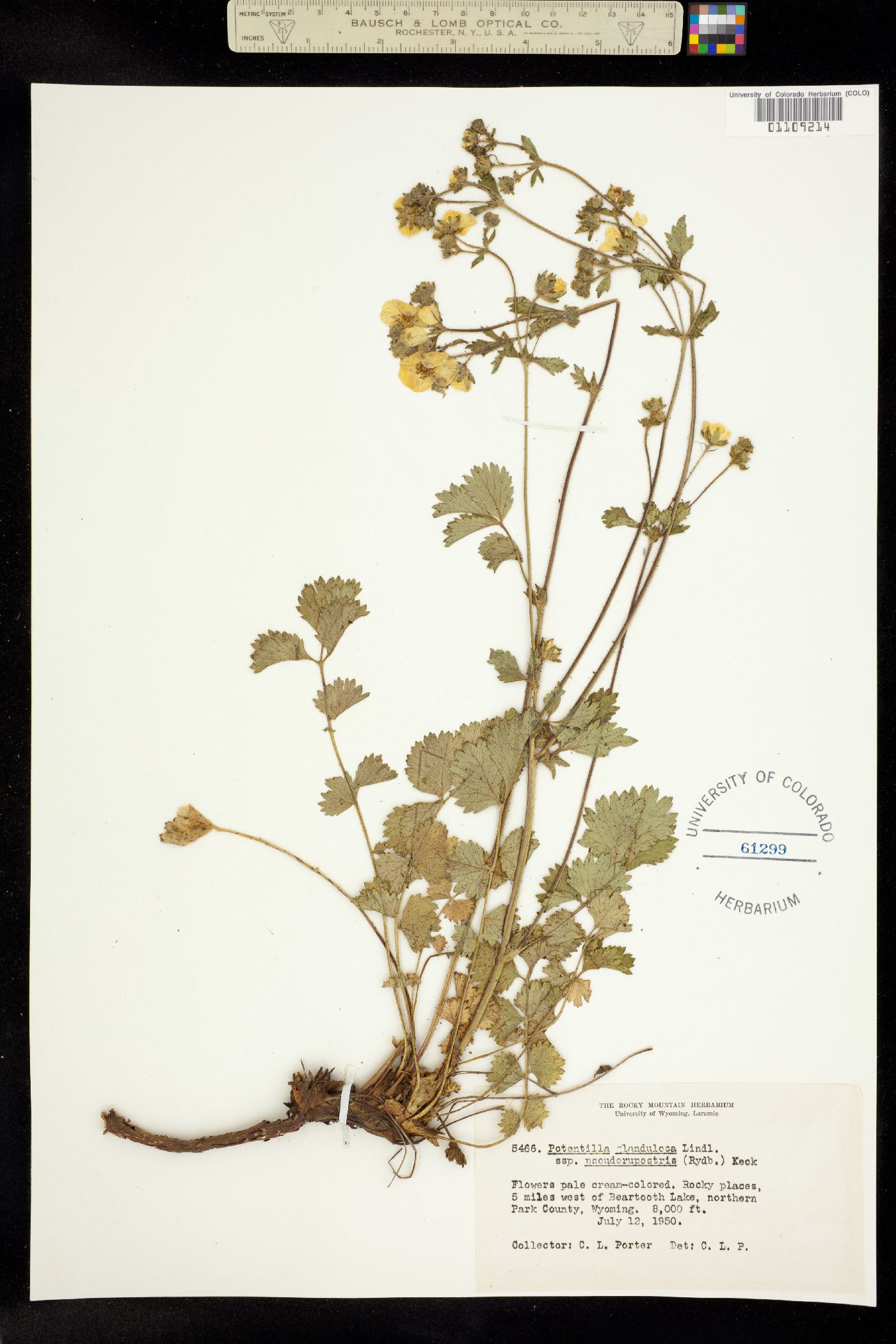 Drymocallis glandulosa image