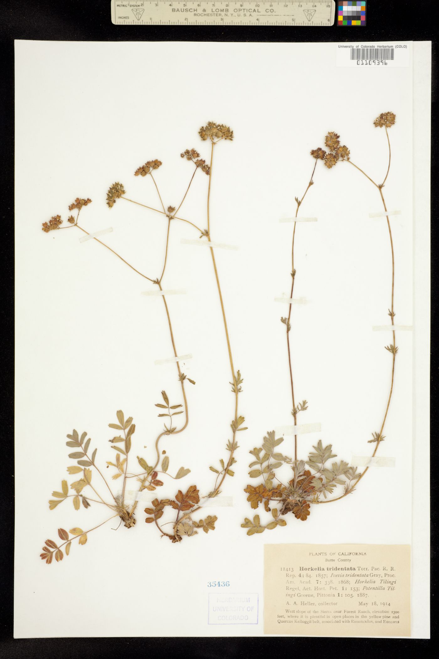 Horkelia tridentata image