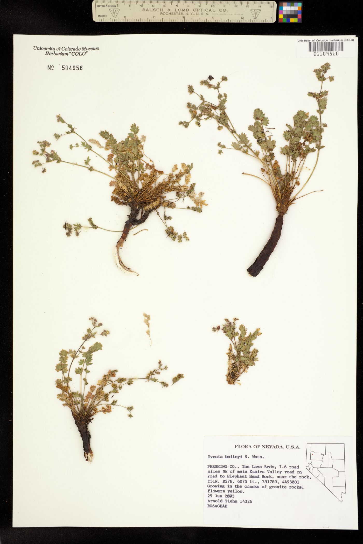 Ivesia baileyi image