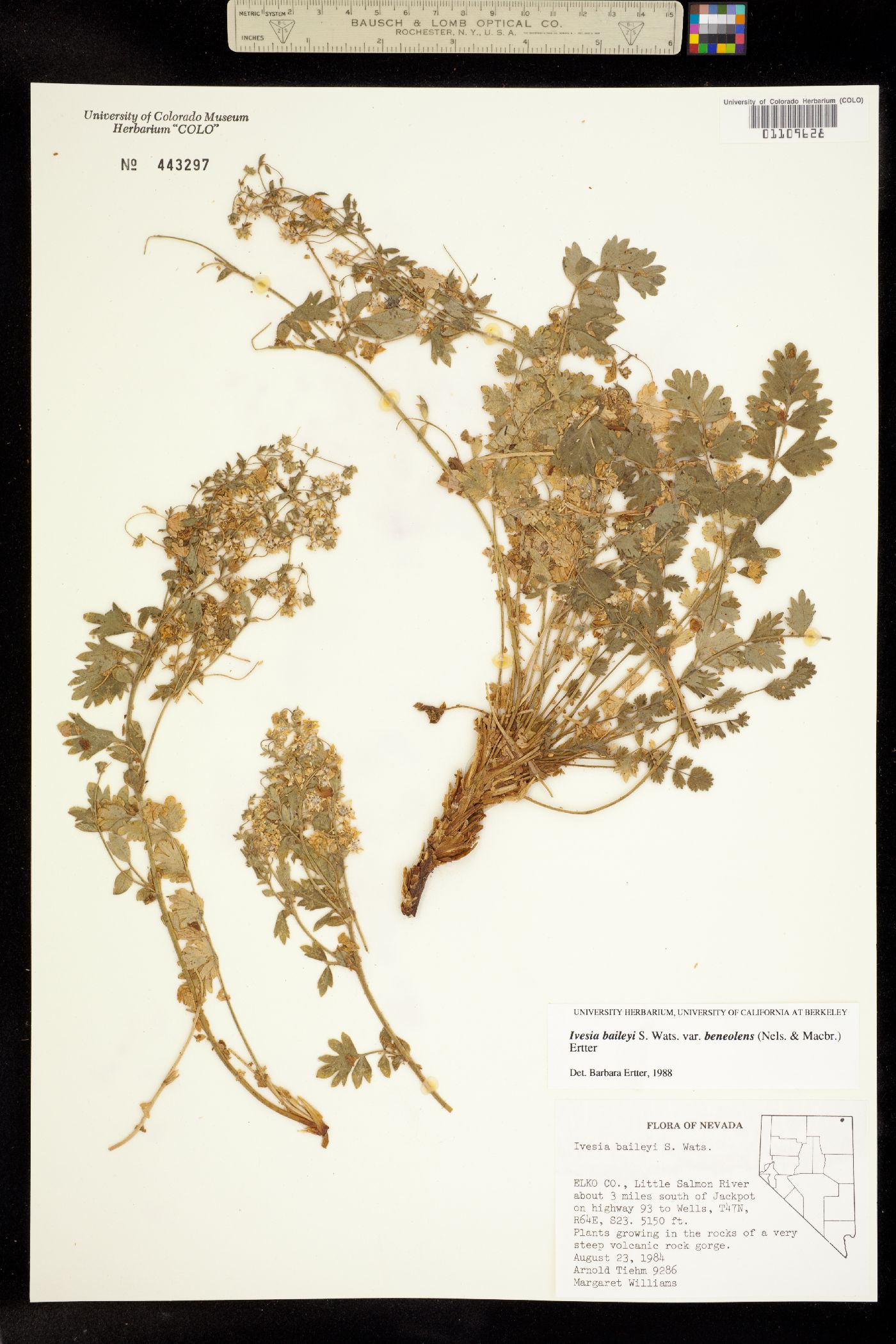 Ivesia baileyi image