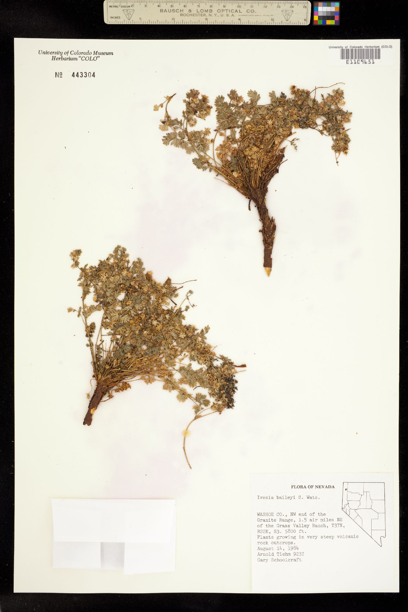 Ivesia baileyi image