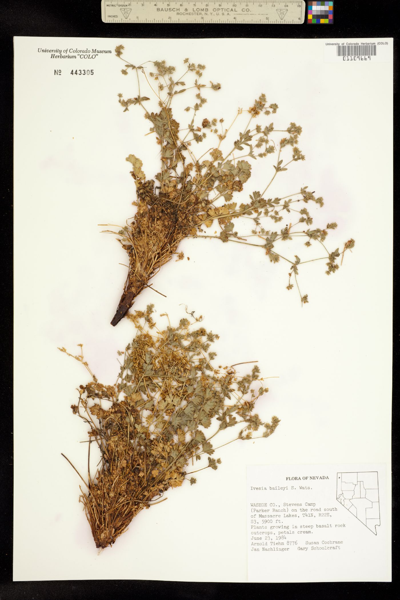 Ivesia baileyi image