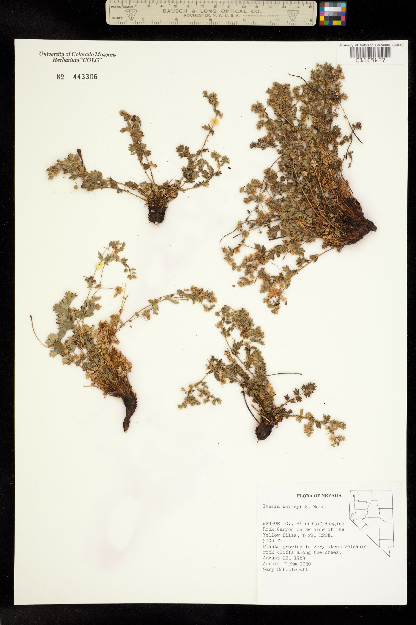 Ivesia baileyi image