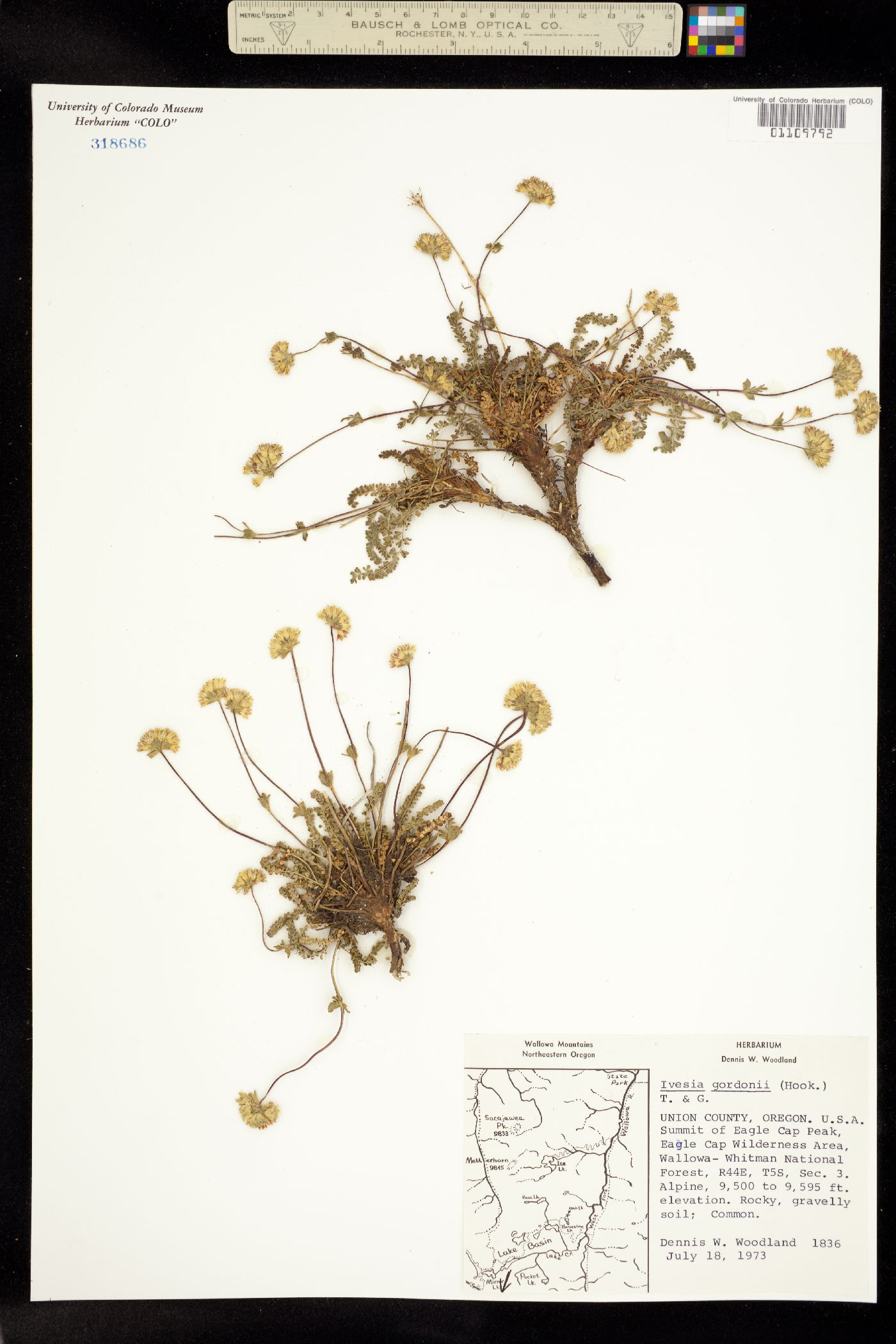 Ivesia gordonii image