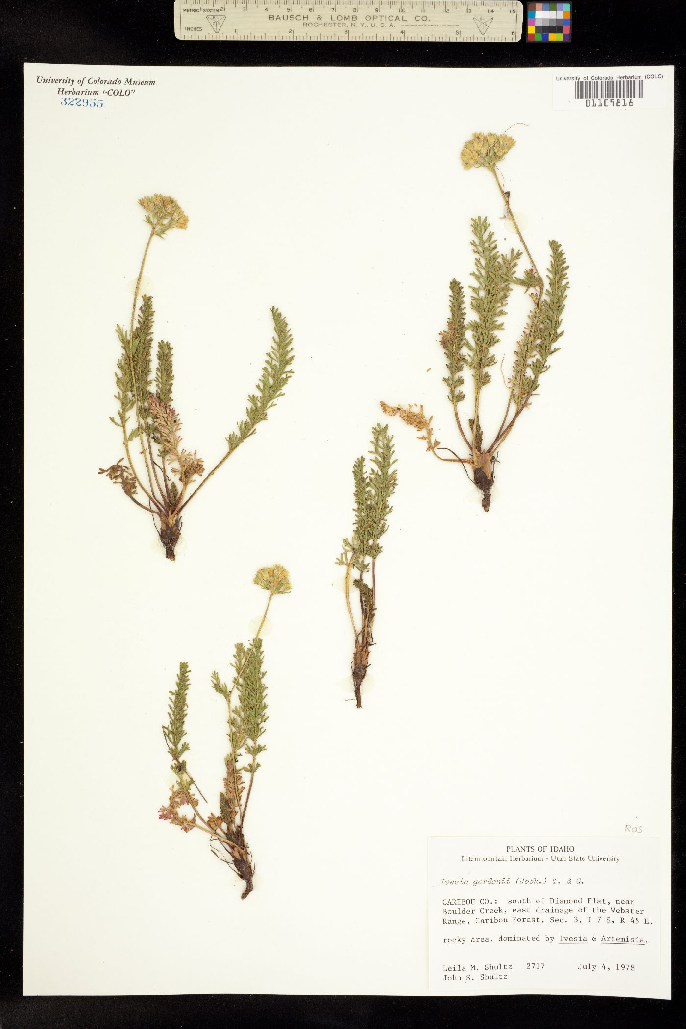 Ivesia gordonii image