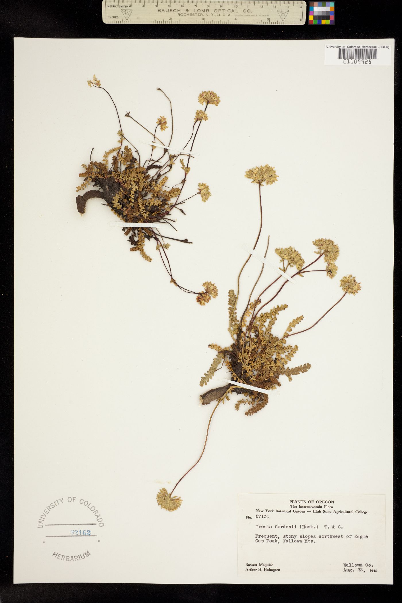 Ivesia gordonii image