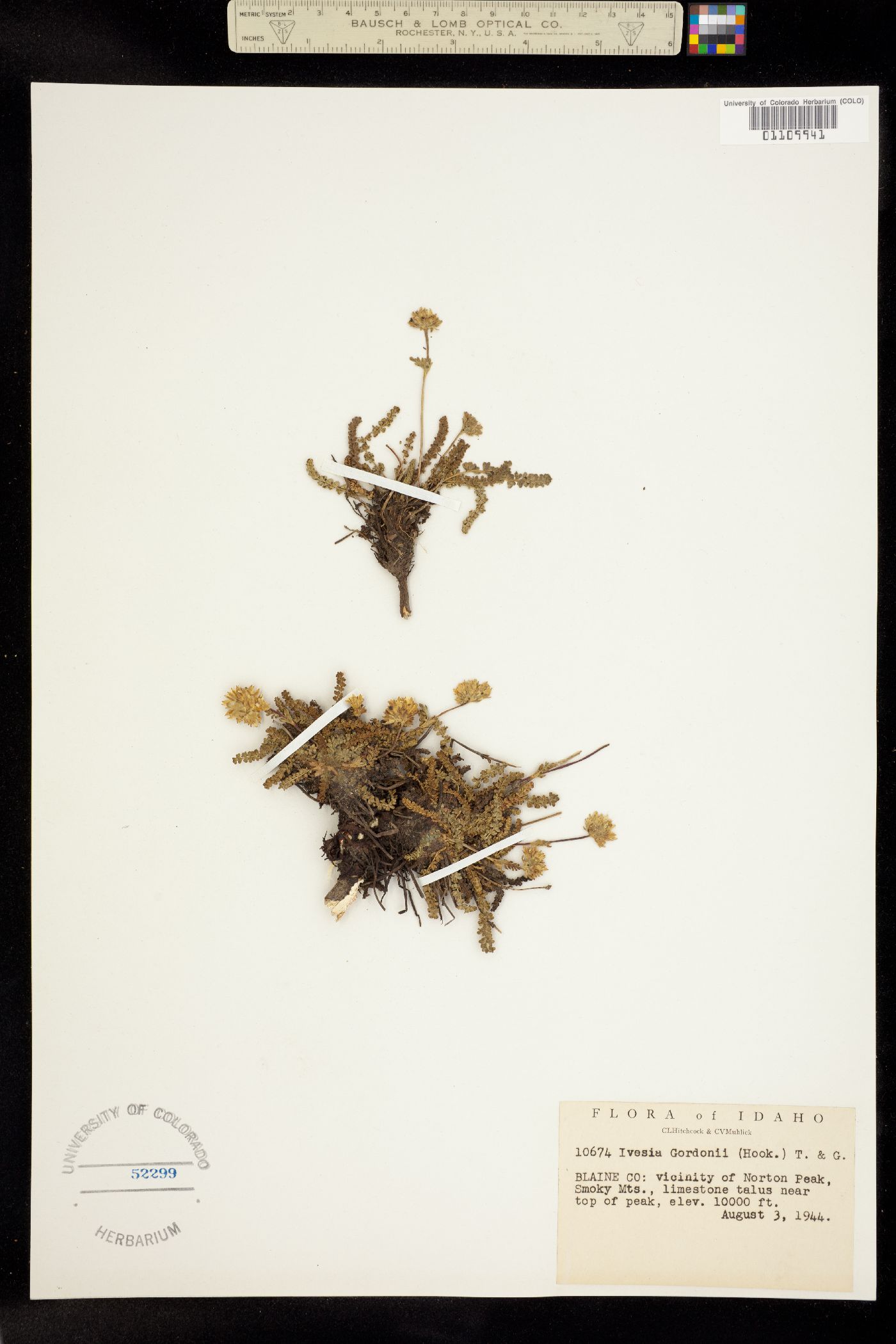 Ivesia gordonii image