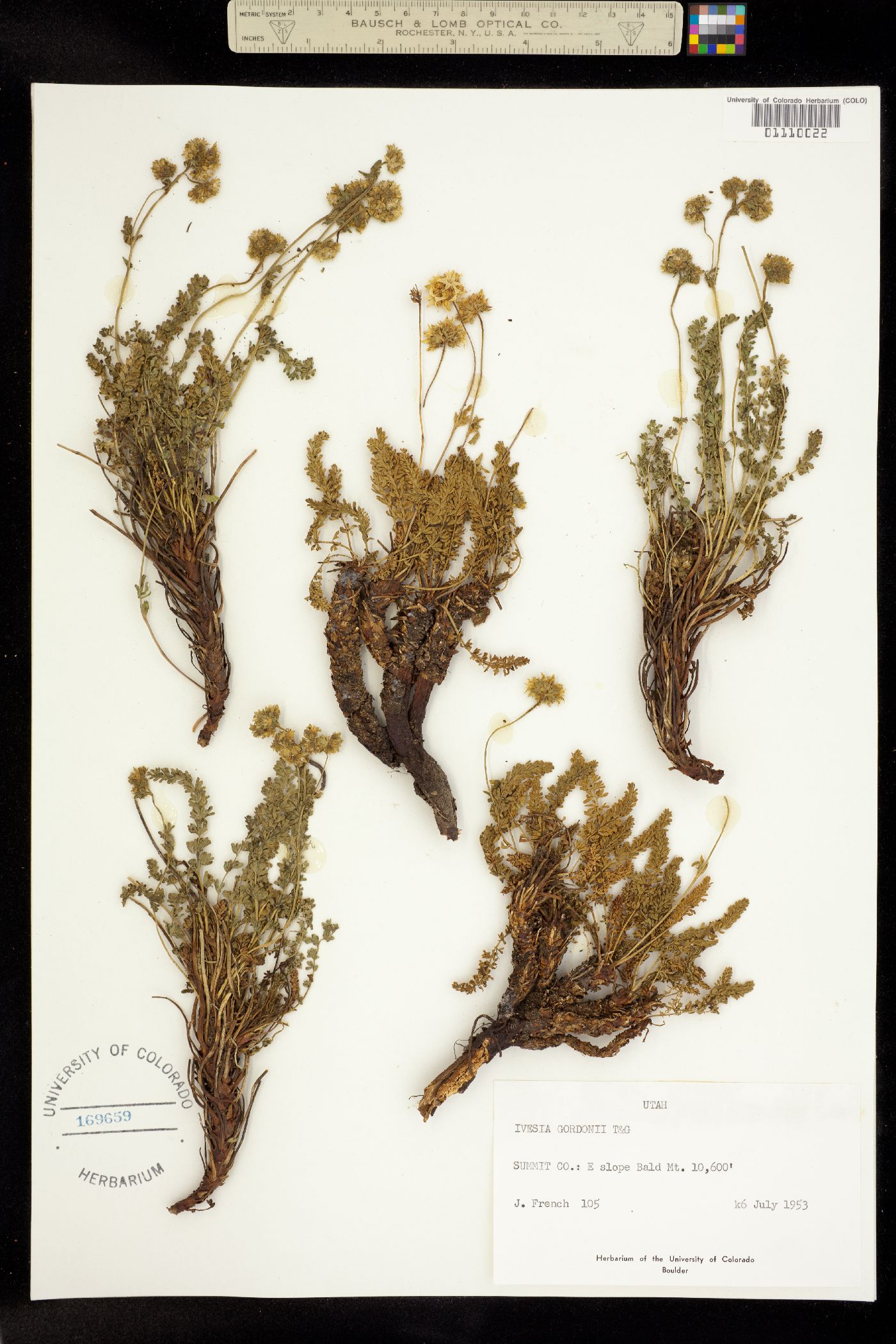 Ivesia gordonii image