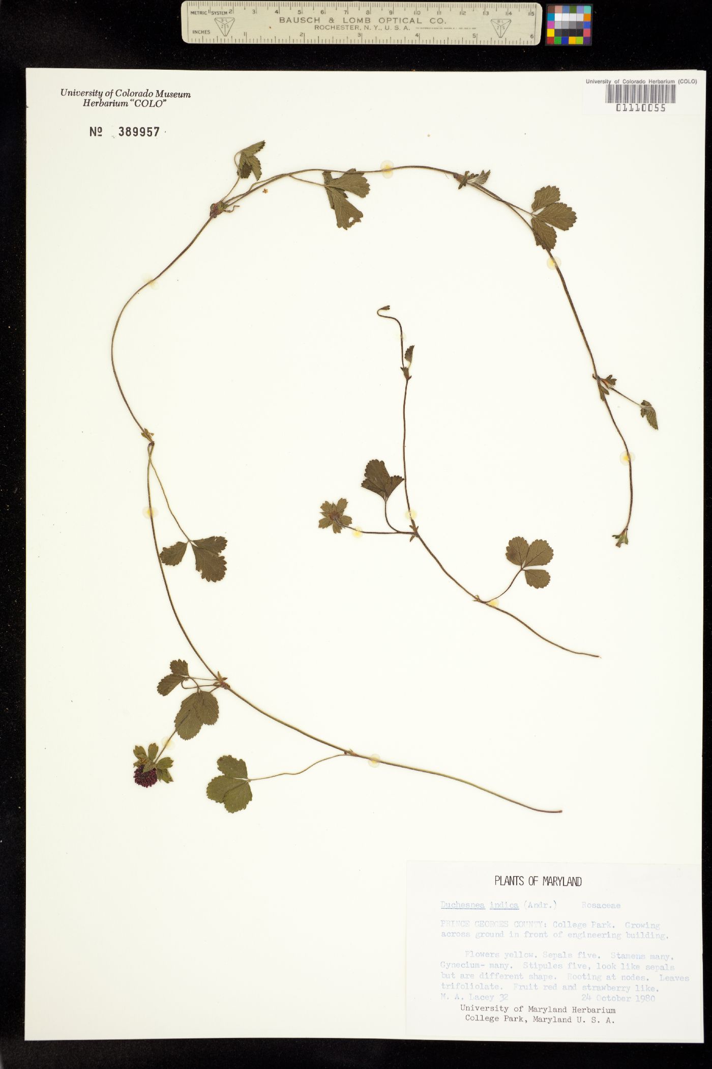 Duchesnea indica image