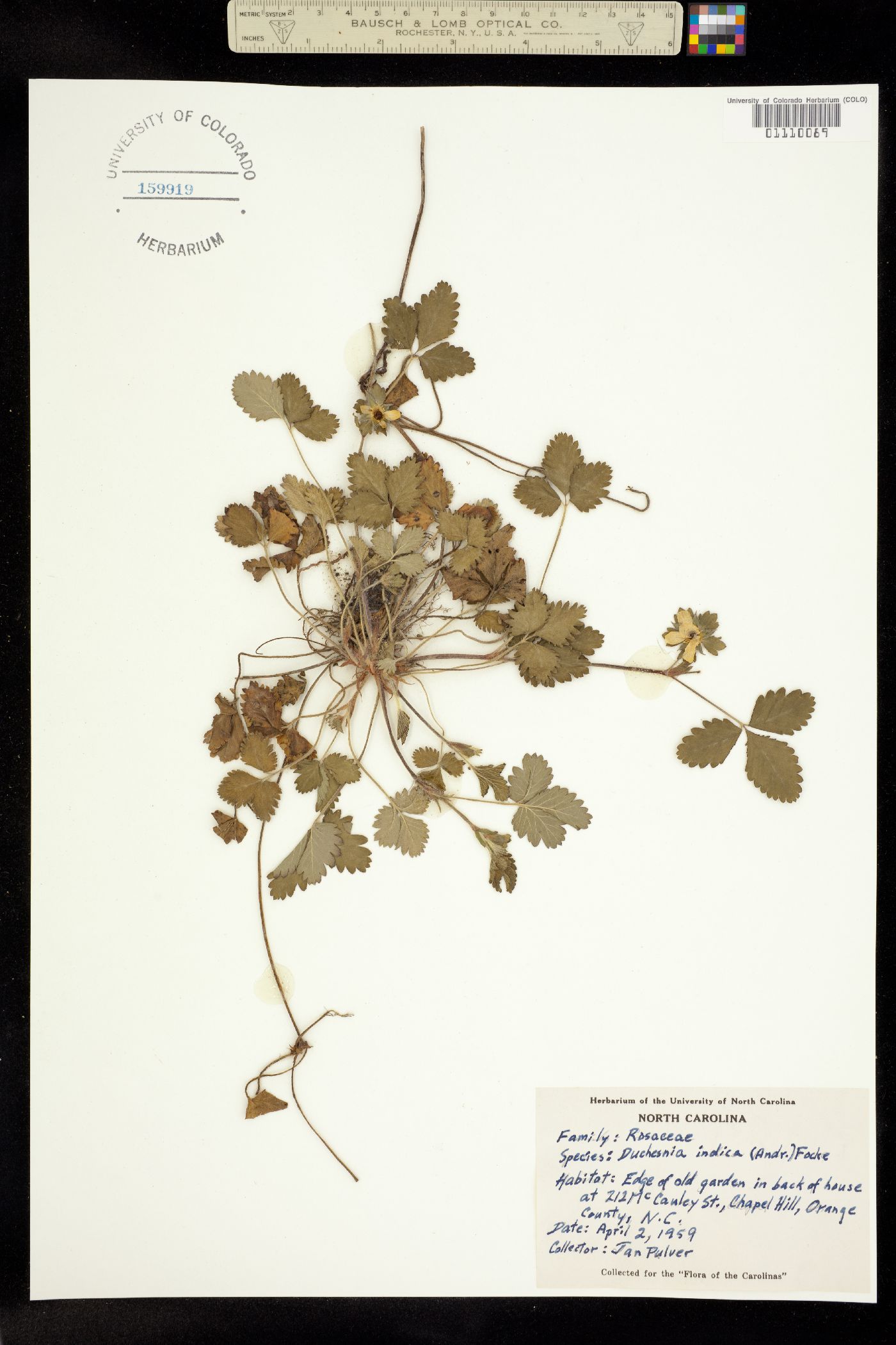 Duchesnea indica image