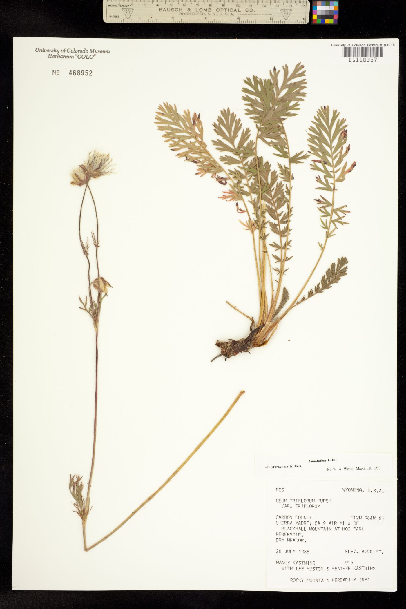 Geum triflorum var. triflorum image
