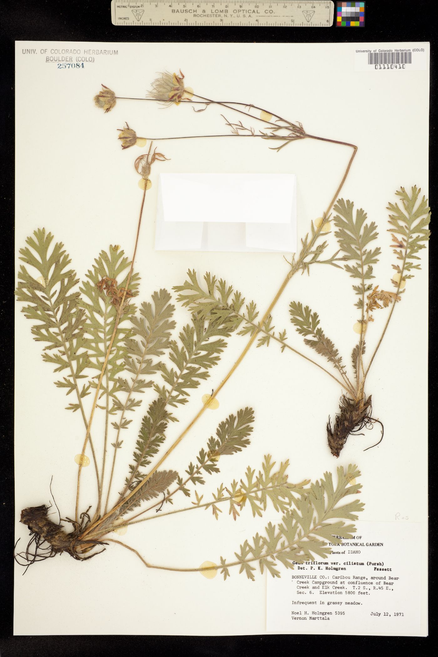 Geum image