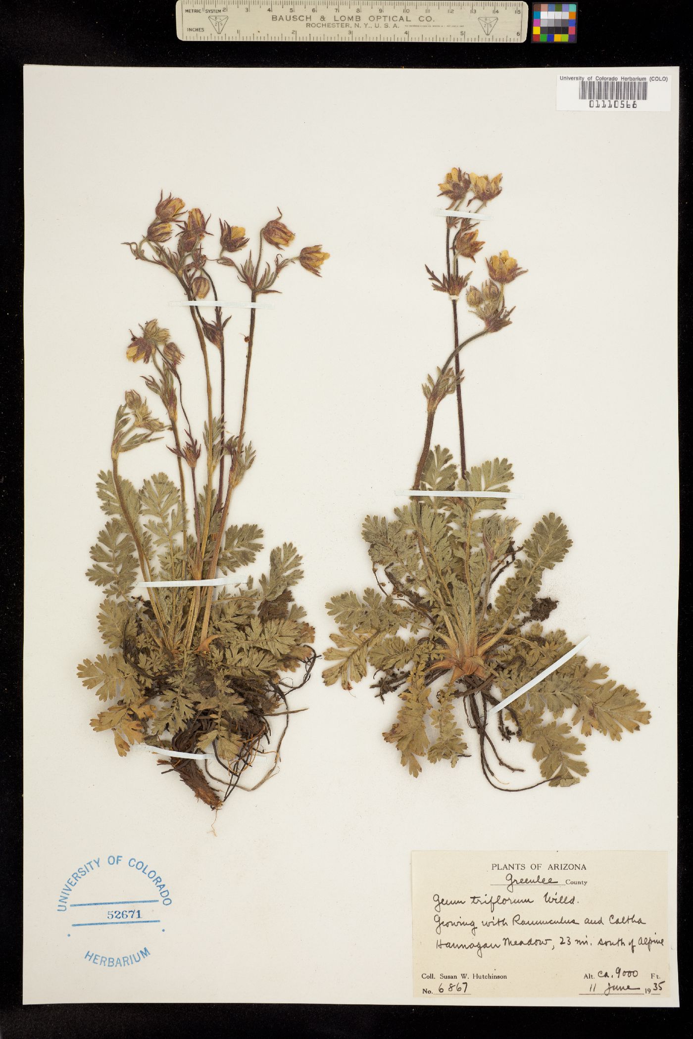 Geum triflorum image