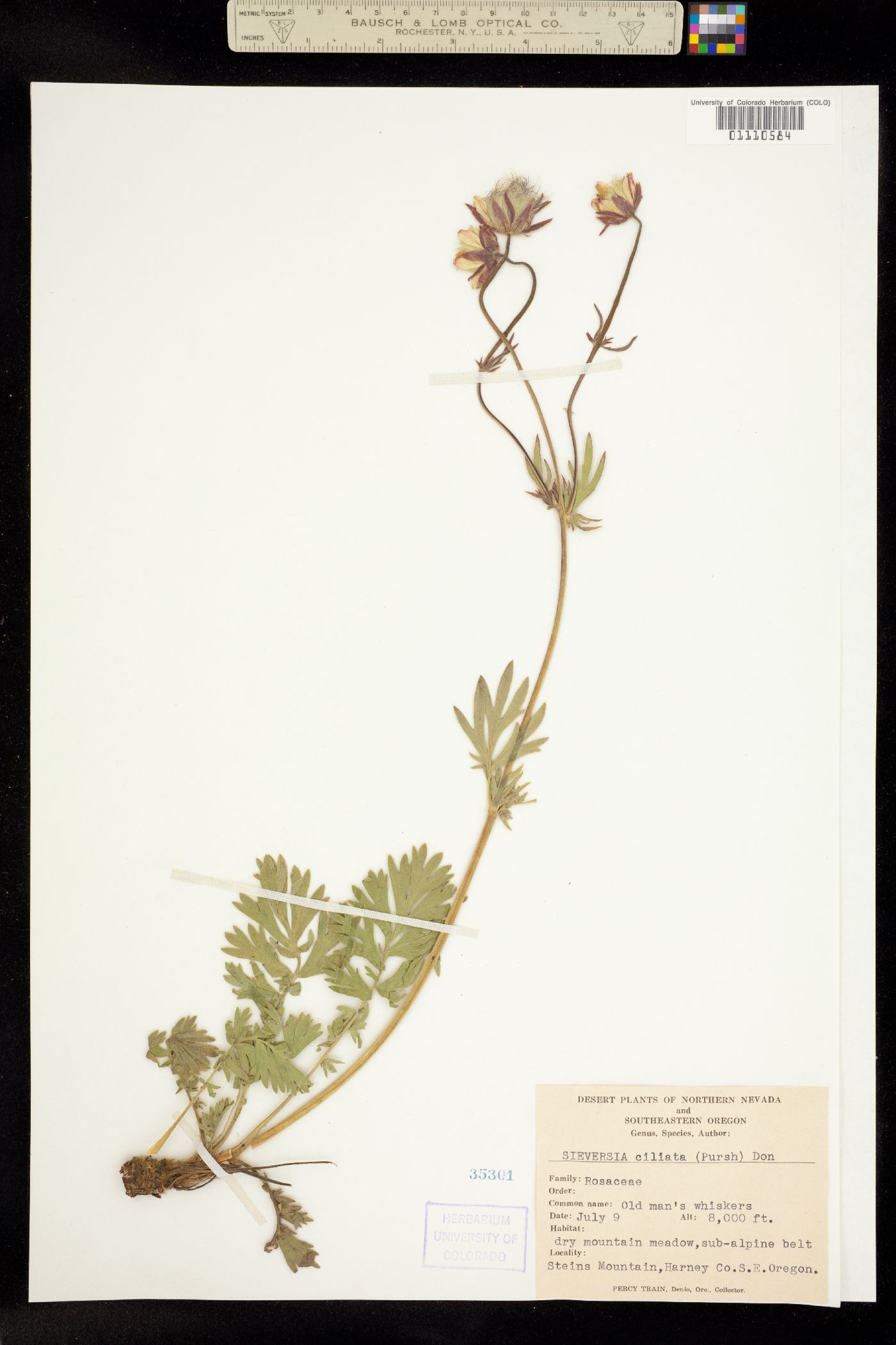 Geum triflorum var. triflorum image